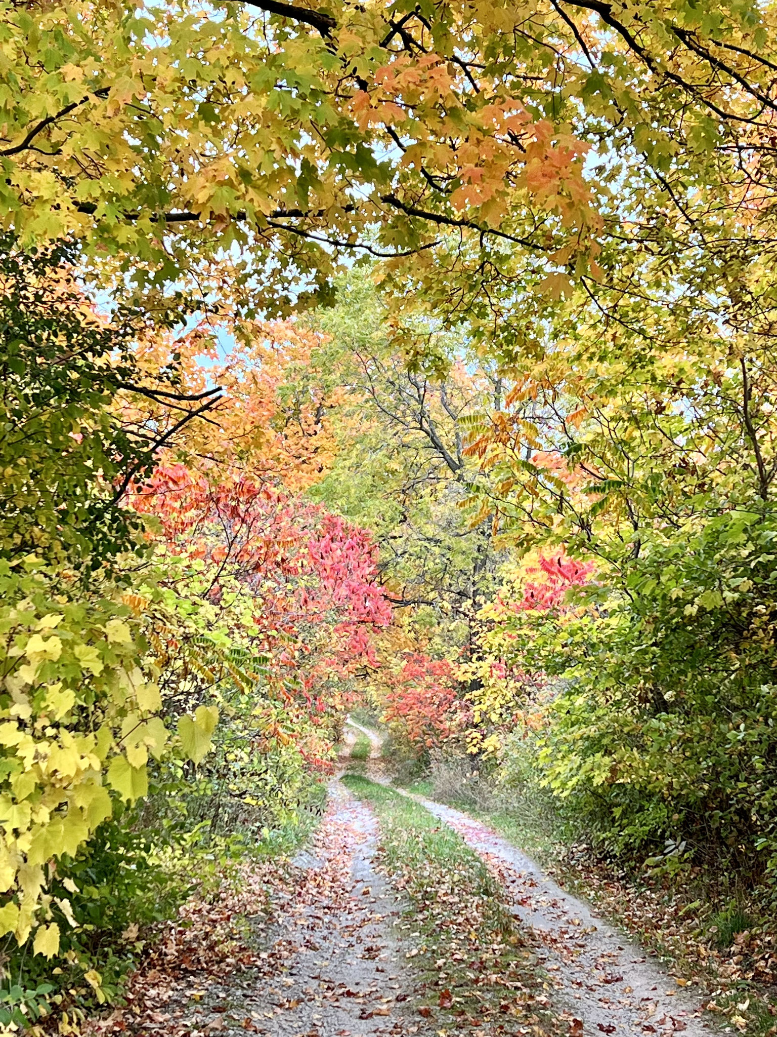 Natures Theatre - Fall in Ontario, Canada