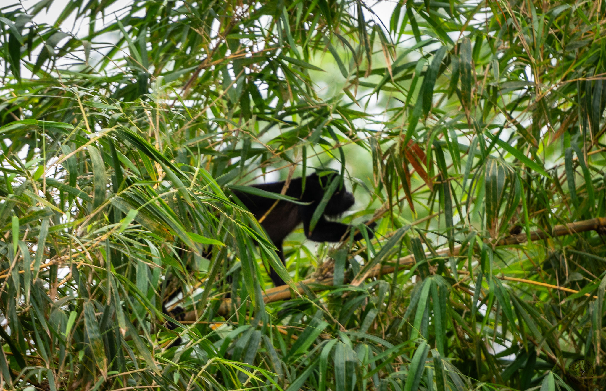Howler Monkey, Santa Maria Lodge, Costa Rica