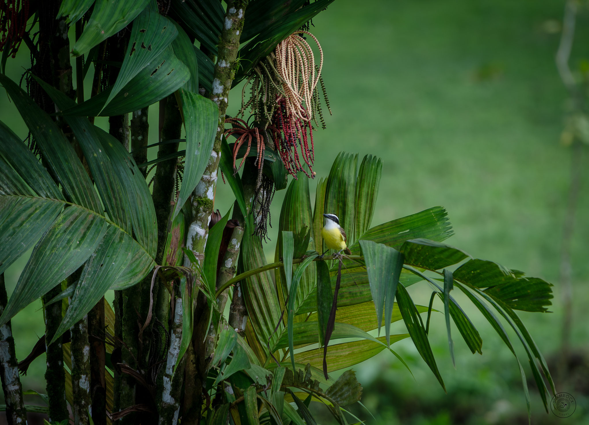Grand Chikadee - Costa Rica