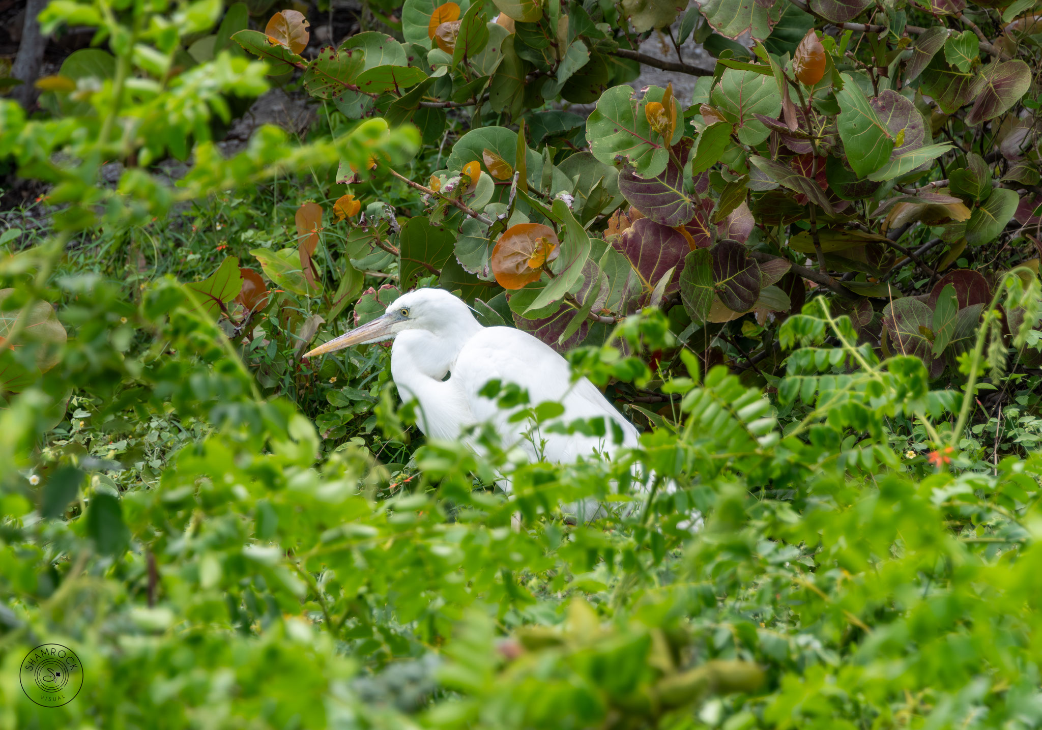Ibis, Florida, Californa