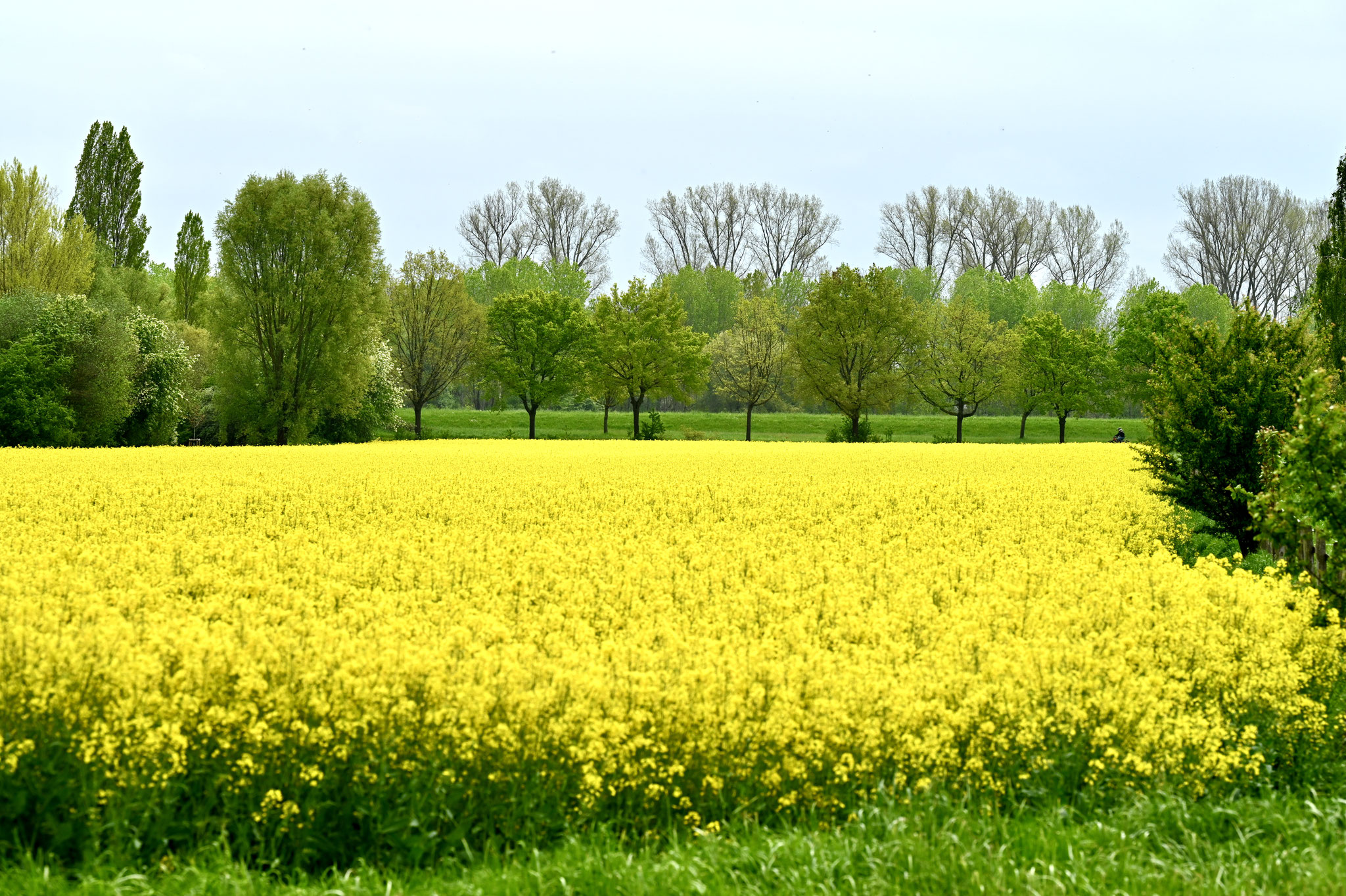 Auch das blühende Rapsfeld ...