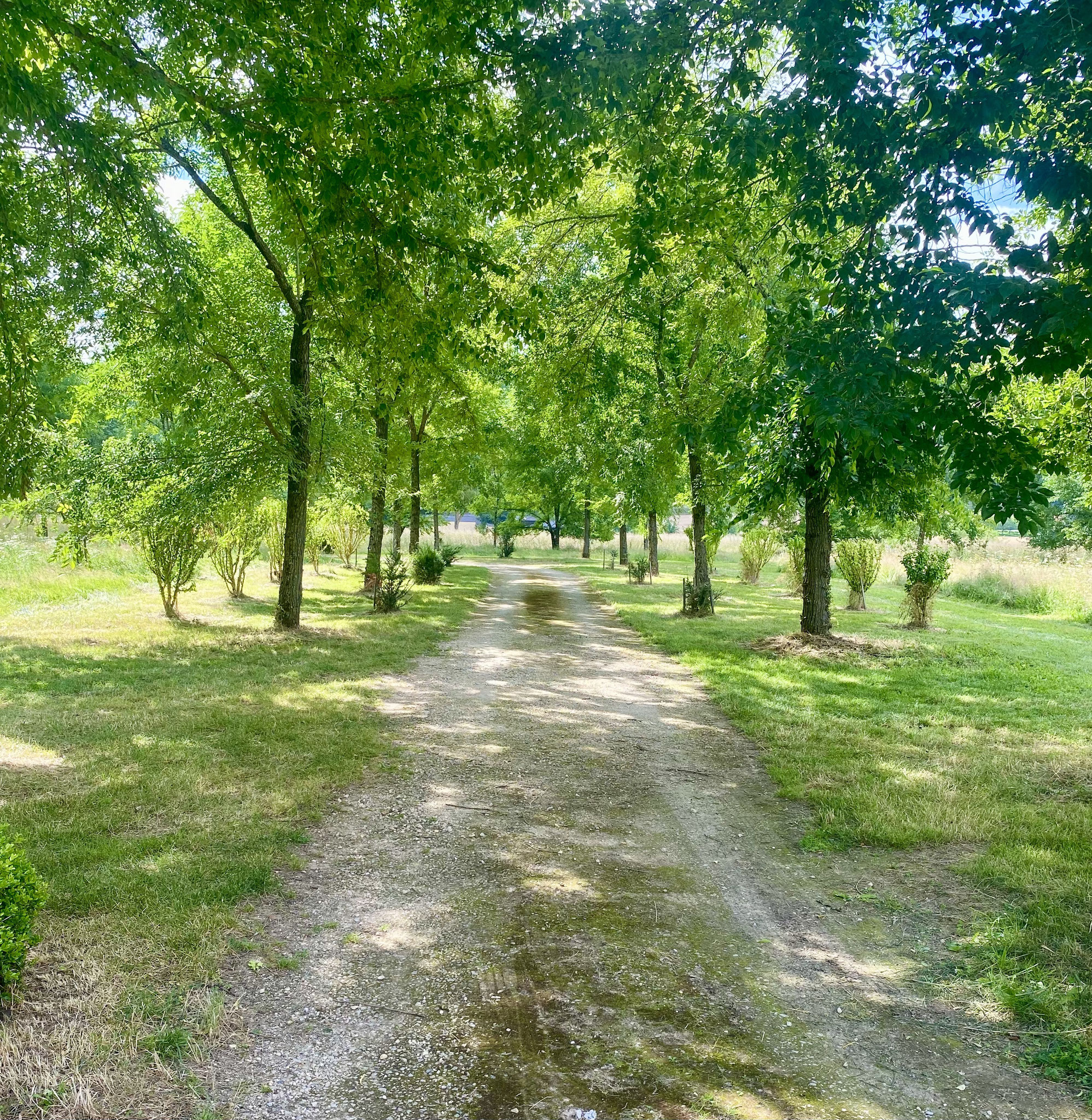 L'allée d'entrée-The garden and the trees