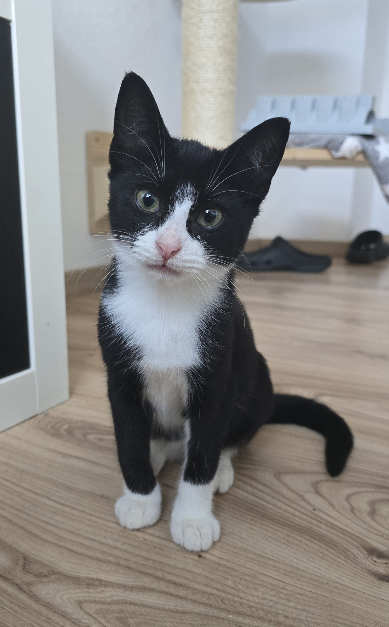 Felix