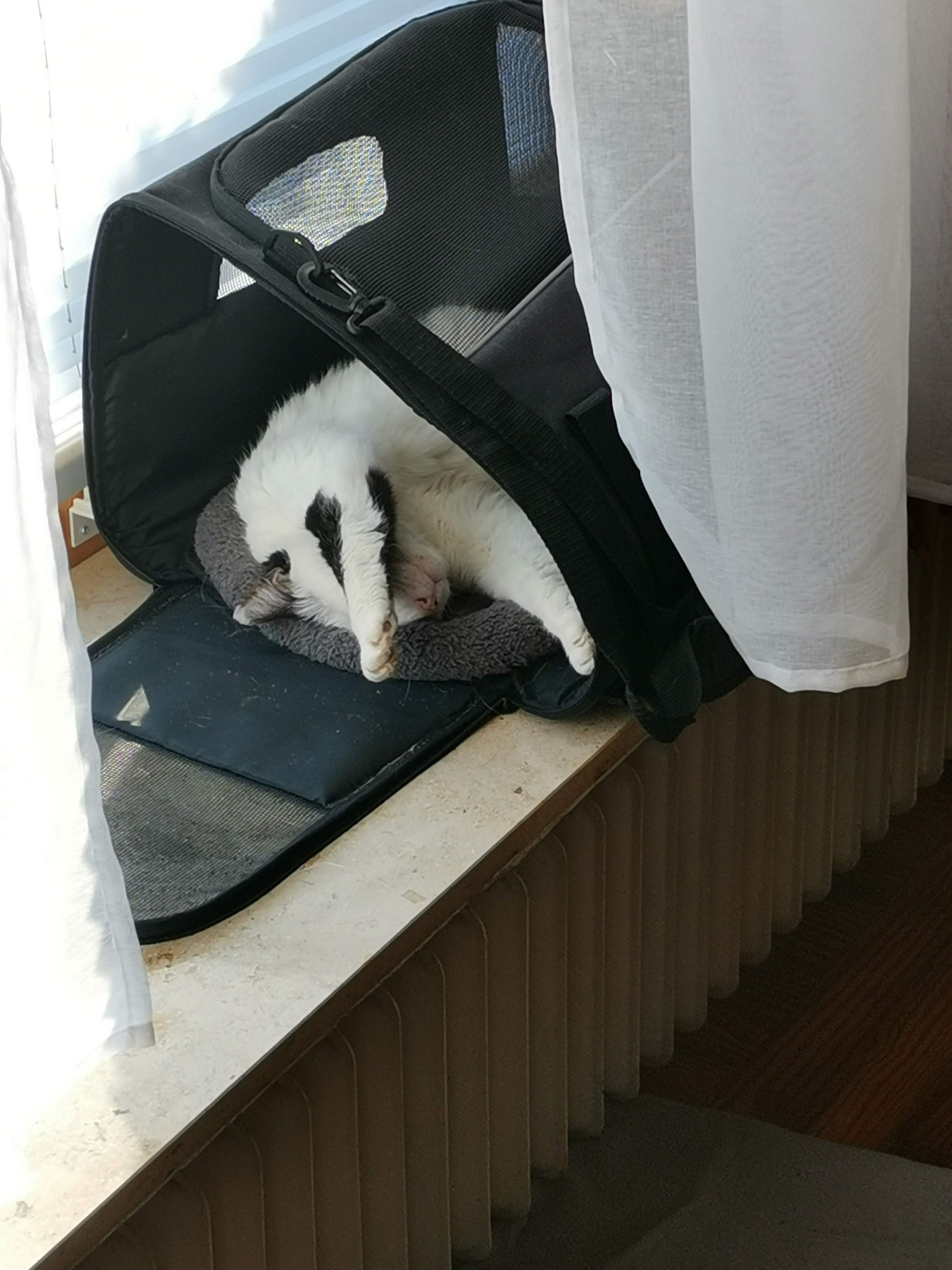 Transportbox, natürlich mit Kuschelkissen, auch schon mal angenommen.