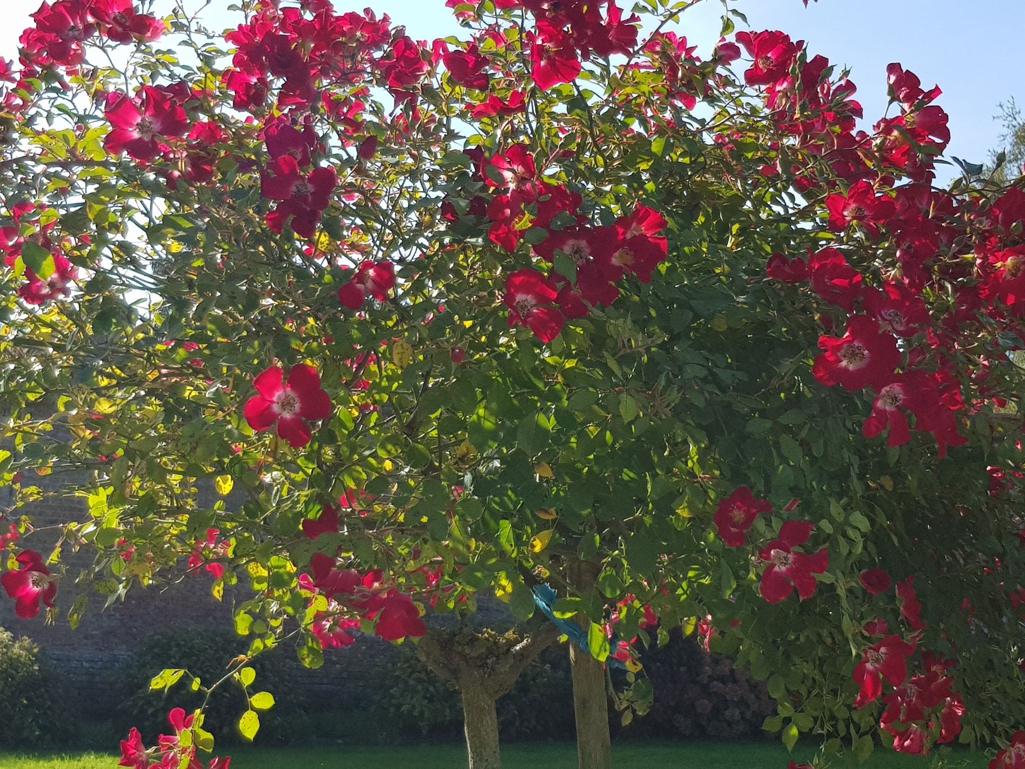 Neuilly l'Hôpital " 2 Fleurs"