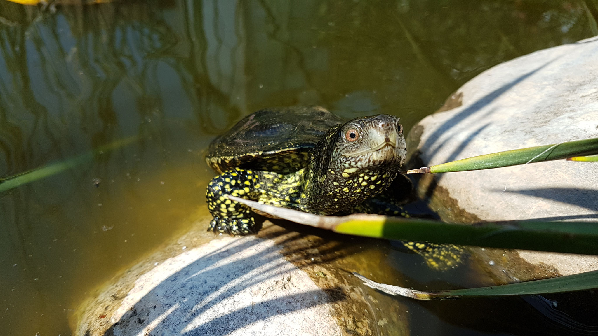 Bildgalerie - schildkroeten Vorarlberg