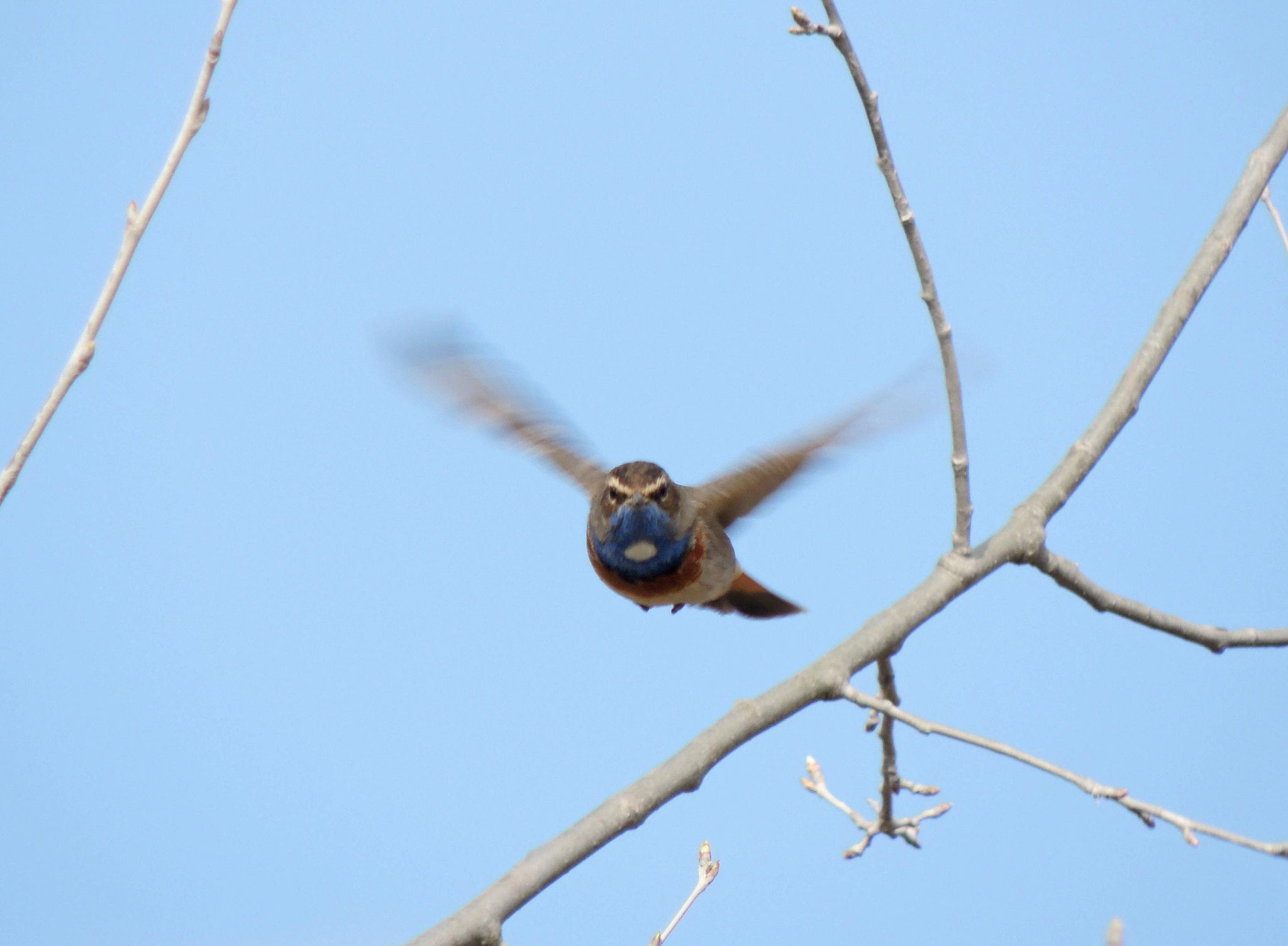 Blaukehlchen