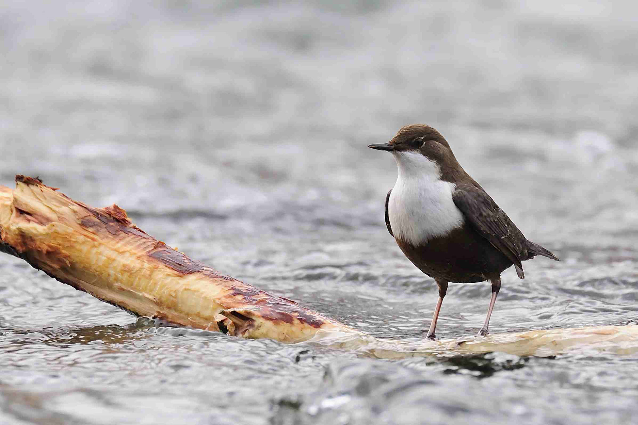 Wasseramsel