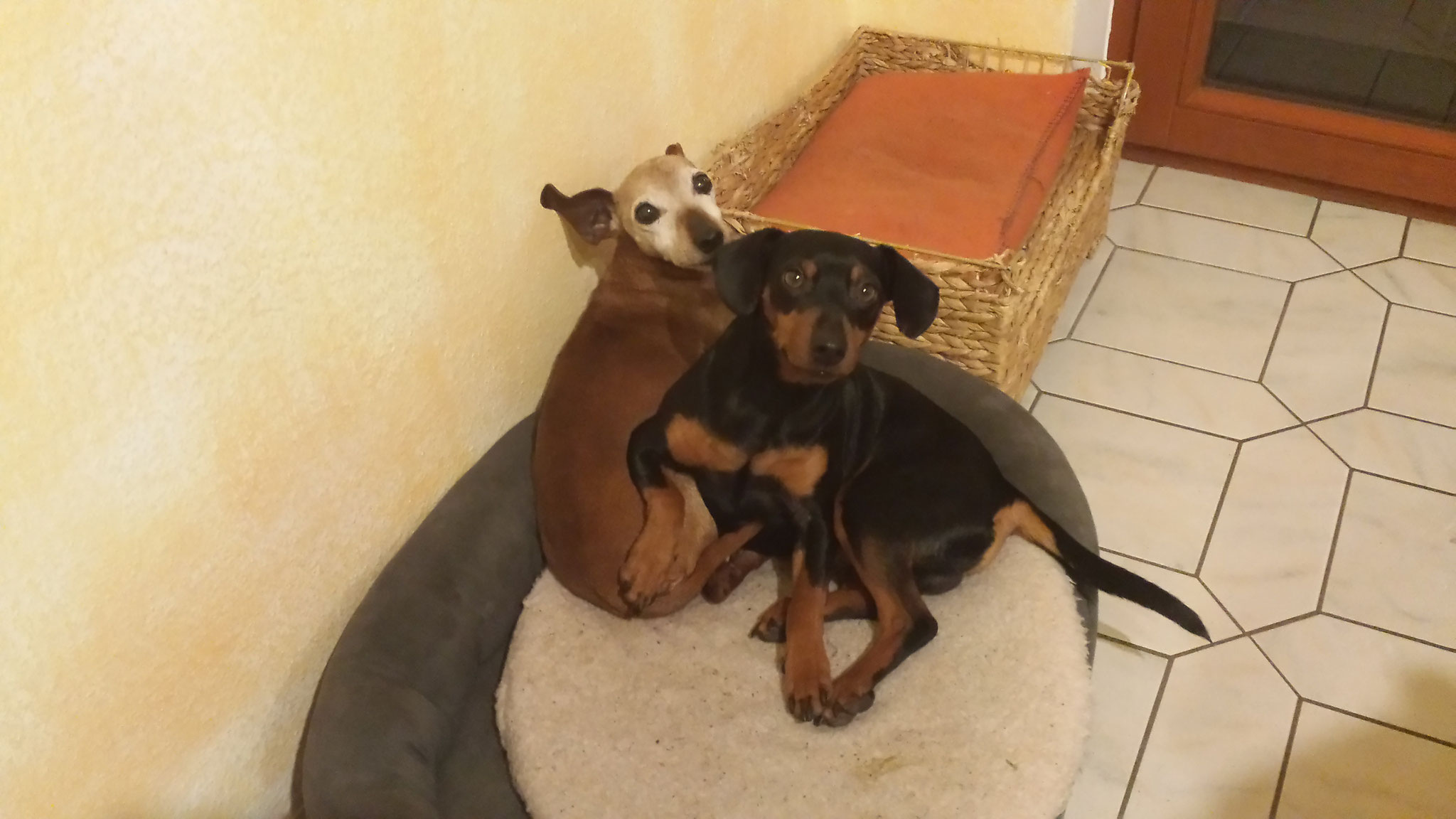 Jamba und Ched beim kuscheln