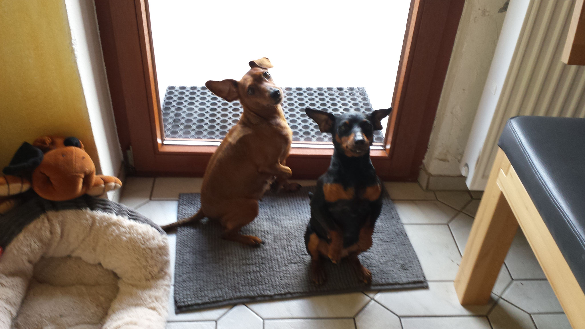 Frauchen bitte lass uns in den Garten