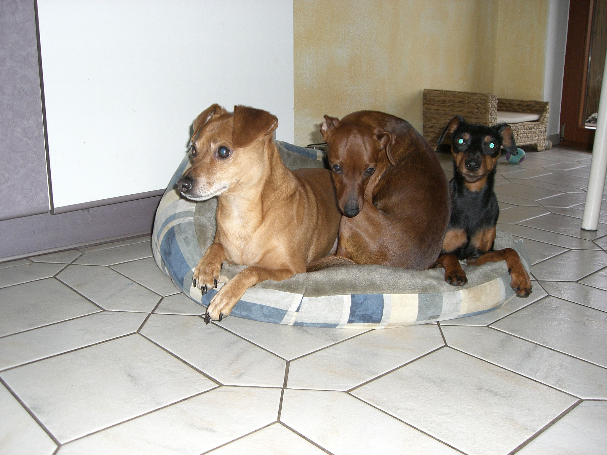 Besuchshund Snoppy Ayla und Paloma