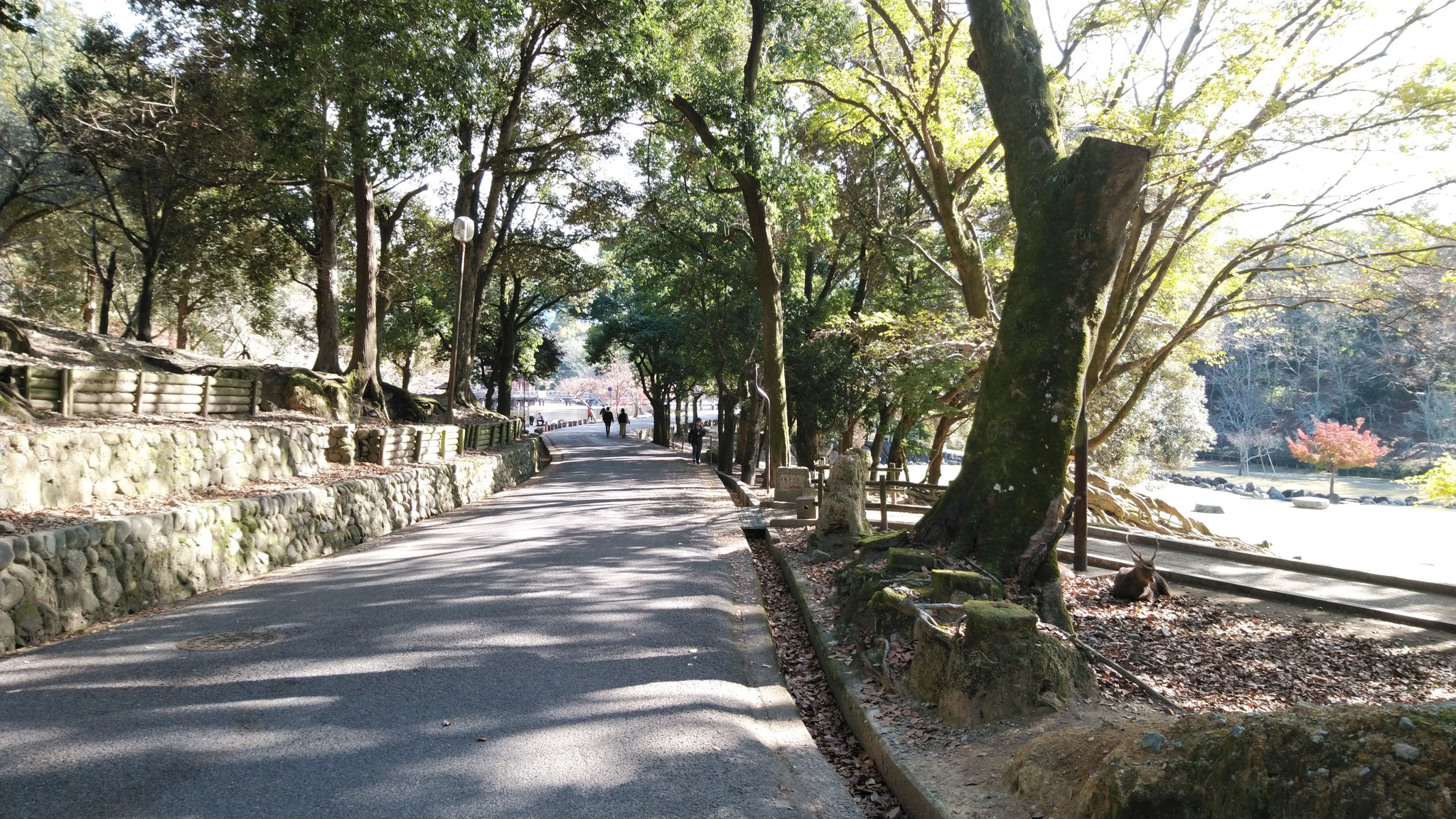 奈良公園荒池園地付近