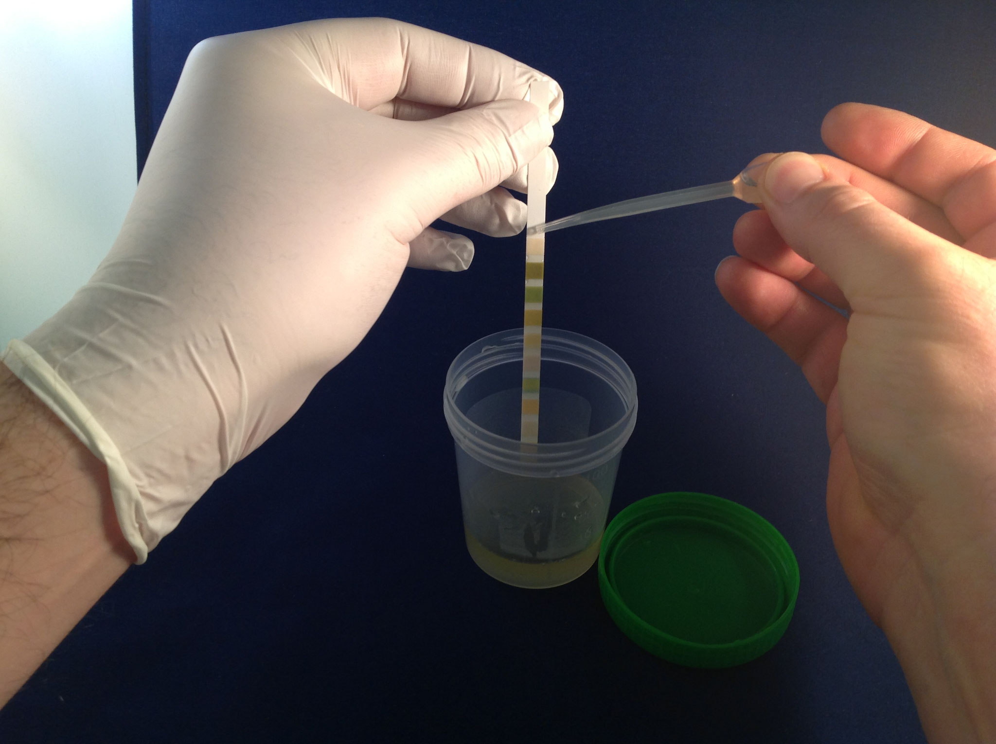 Urintest WolfsConcept für den Wolf in Ihrem Hund