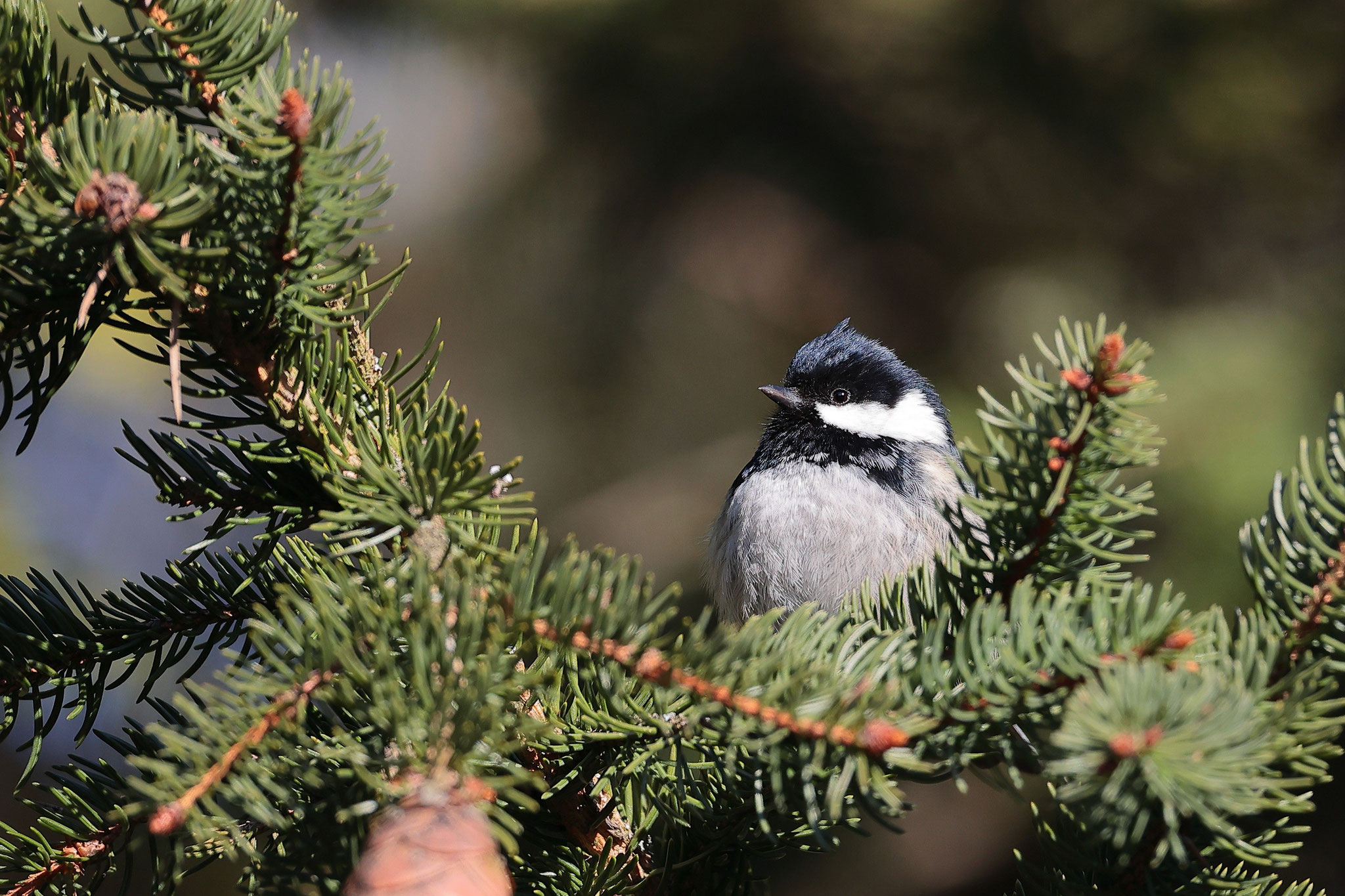 Die kleine Tannenmeise nimmt an einem kalten Wintertag ein Sonnenbad (Foto: Hermann Rank)