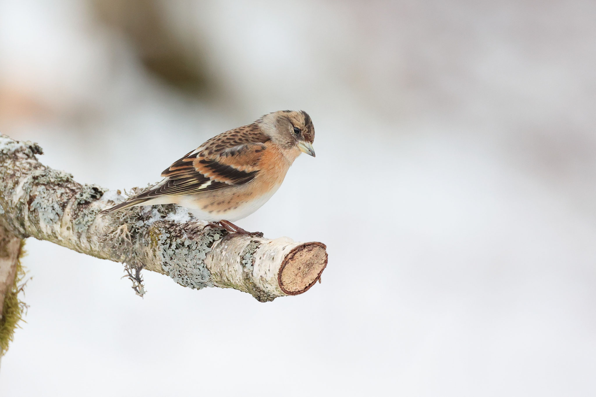 Die hübschen Bergfinken sind bei uns als Wintergäste anzutreffen (Foto: Hermann Rank)