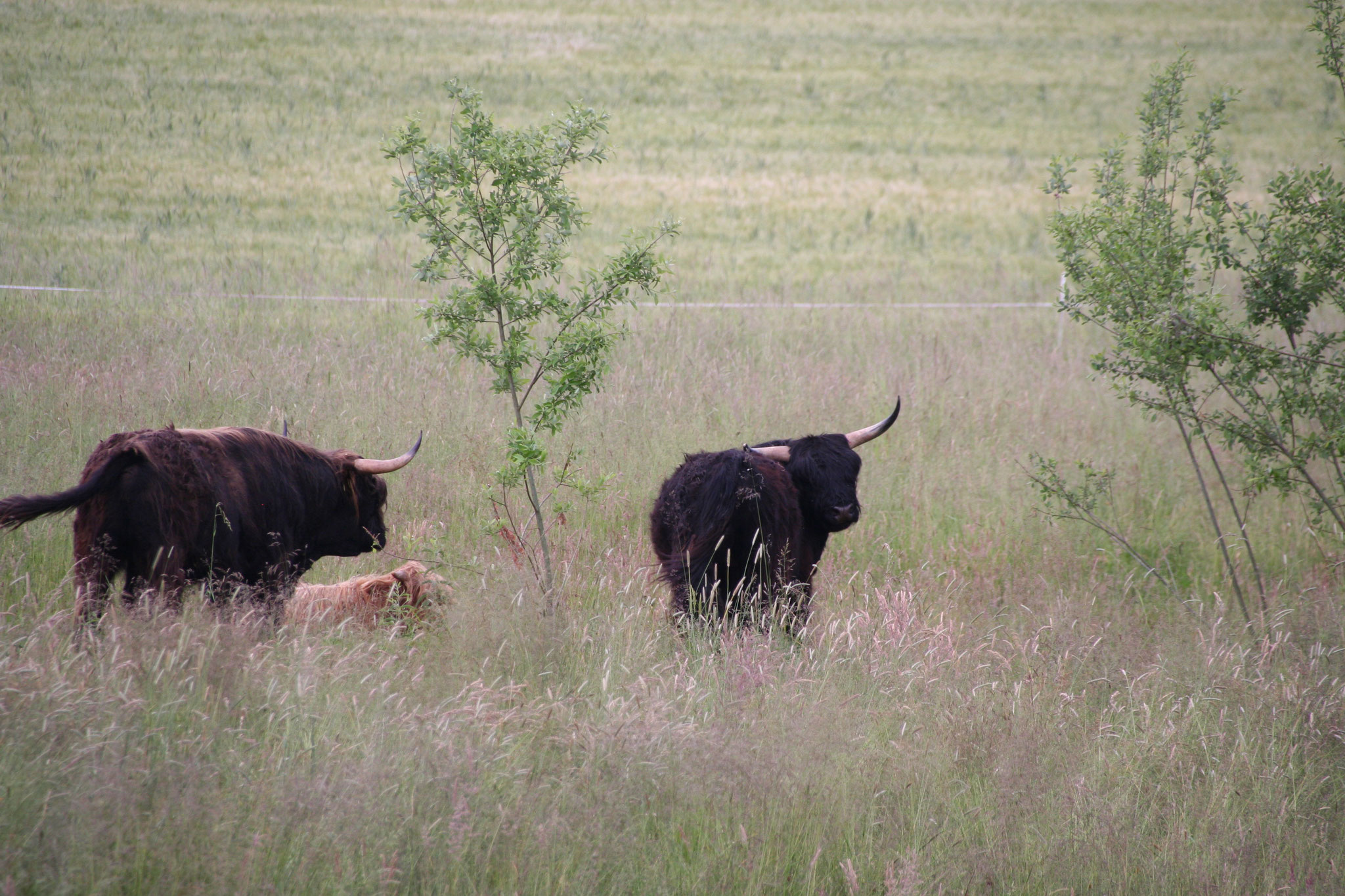 Hochlandrinder als Biotoppfleger (Foto: Götte)