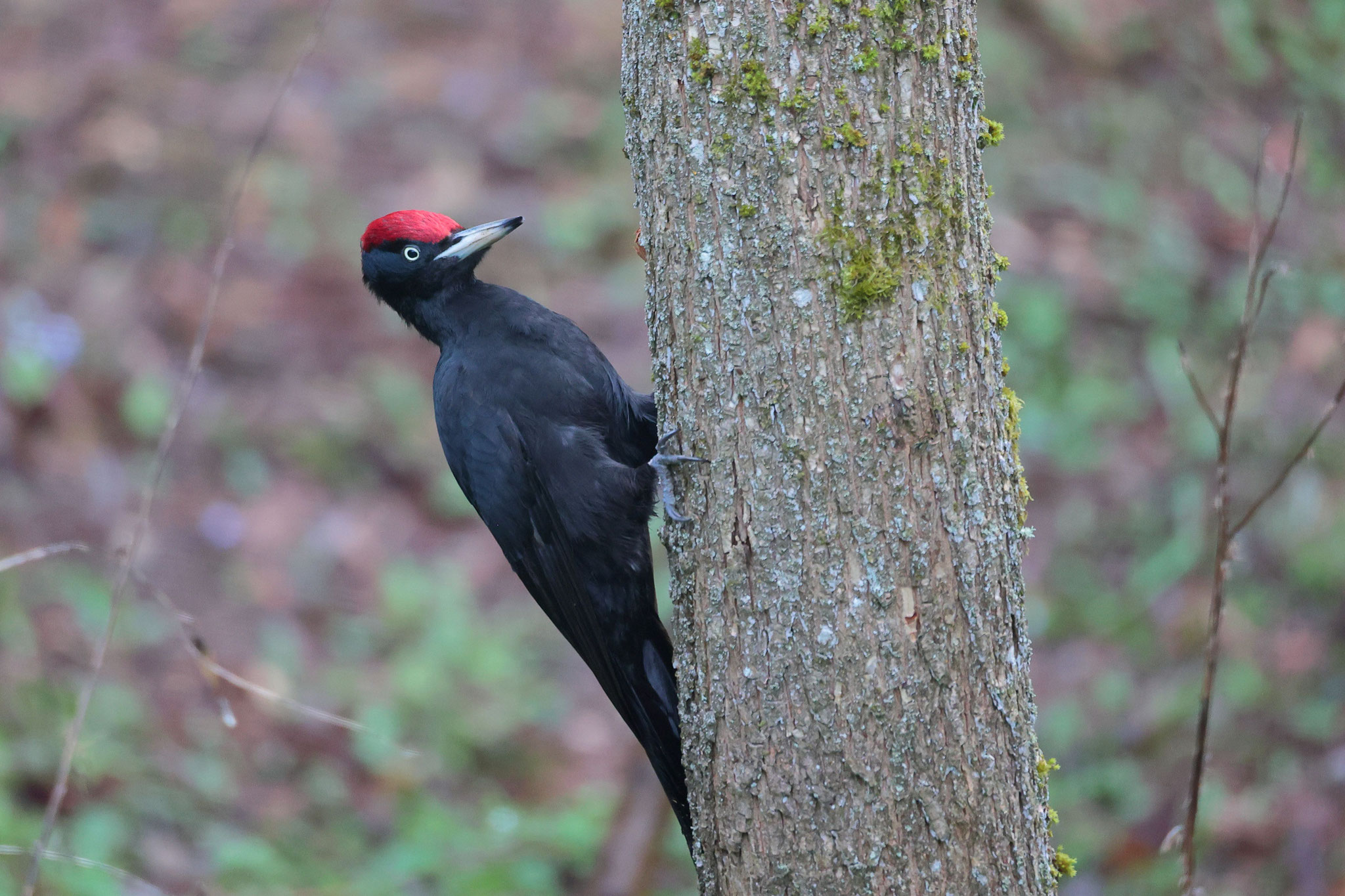 Der Schwarzspecht mit seinem auffälligen roten Kopfputz ist der größte einheimische Specht. Er fühlt sich vor allem in Wäldern mit altem Baumbestand wohl. Dort meißelt er sich vor allem in alten Buchen in 8 bis 20 Metern Höhe seine Bruthöhle (Foto: Rank)