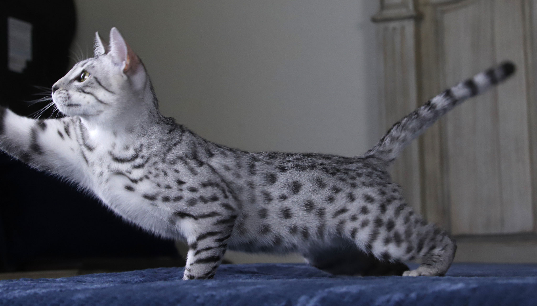 black silver spotted tabby