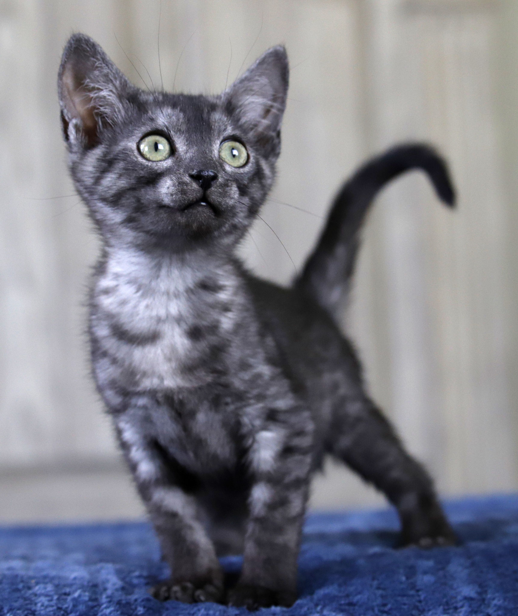 Smoke egyptian mau cat sales
