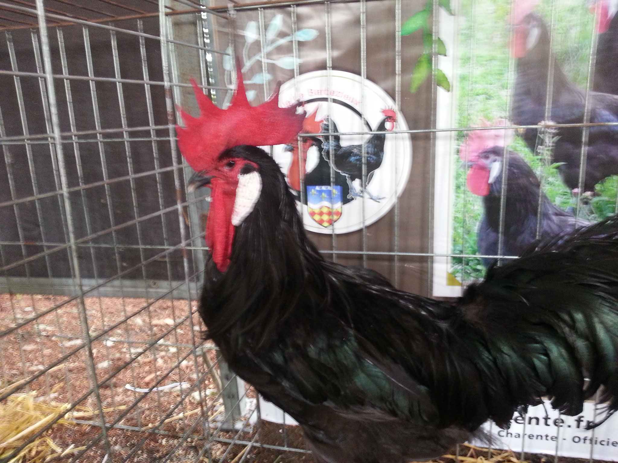 poule de barbezieux Poule Barbezieux Club de France