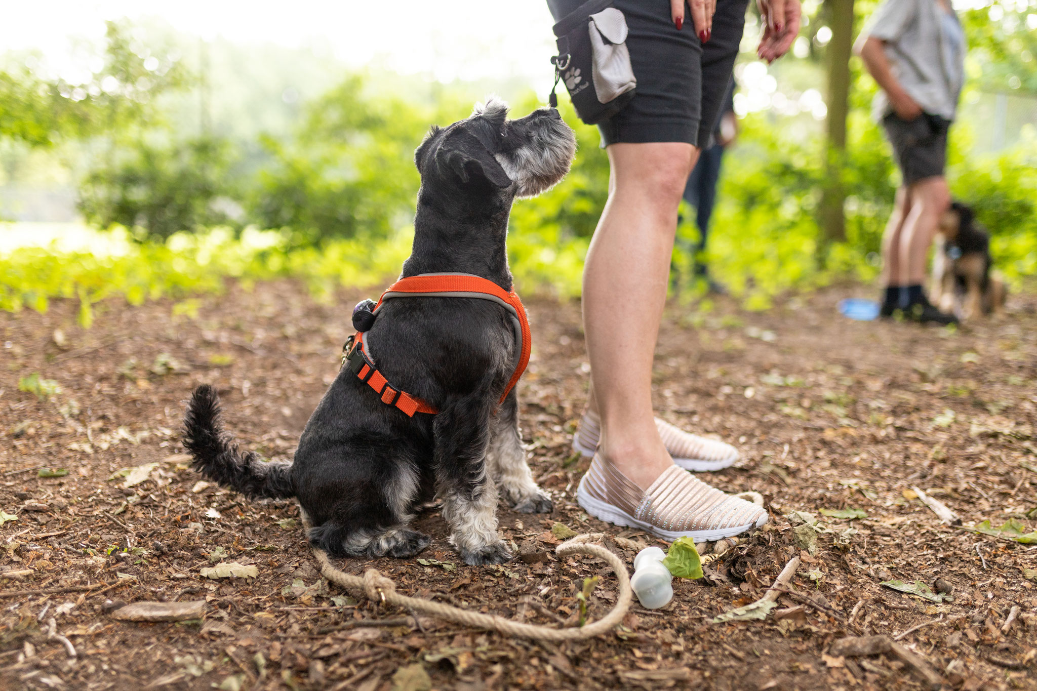 Ein Hund sitzt beim Aufmerksamkeitstraining im Hamburger Stadtpark neben seinem Besitzer 