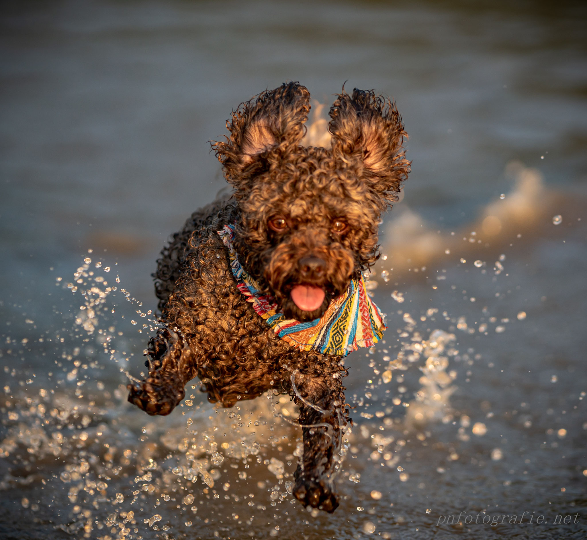 Das Fotoshooting am Elbstrand in Hamburg ist ideal für Hunde, die Wasser lieben