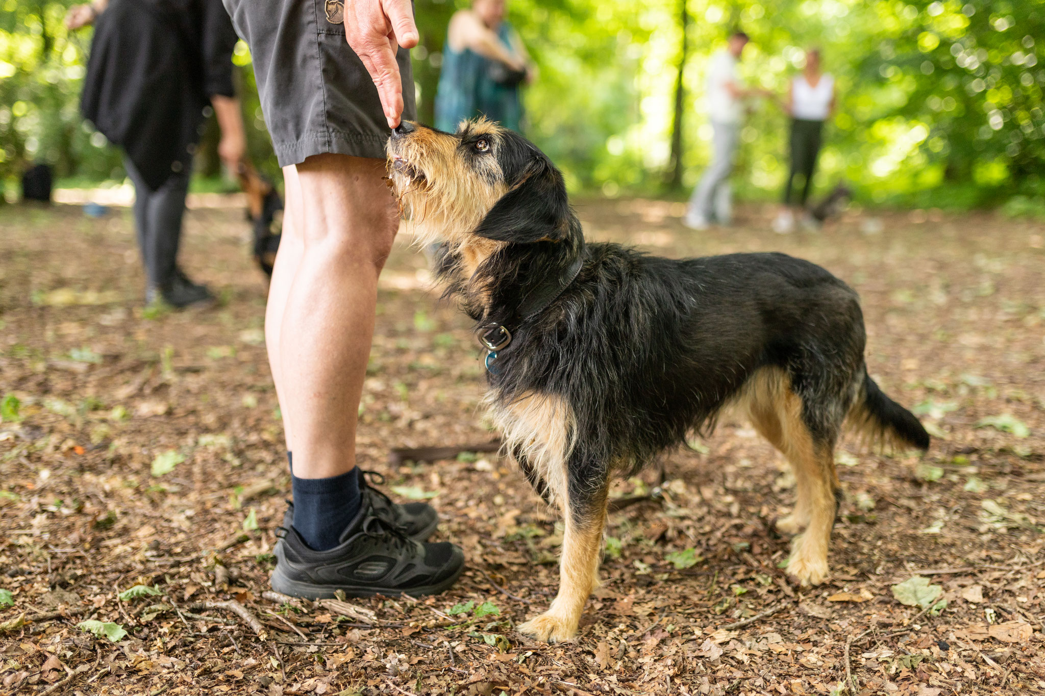 Ein Hund berührt beim Training im Hamburger Stadtpark mit der Nase die Hand seines Frauchens