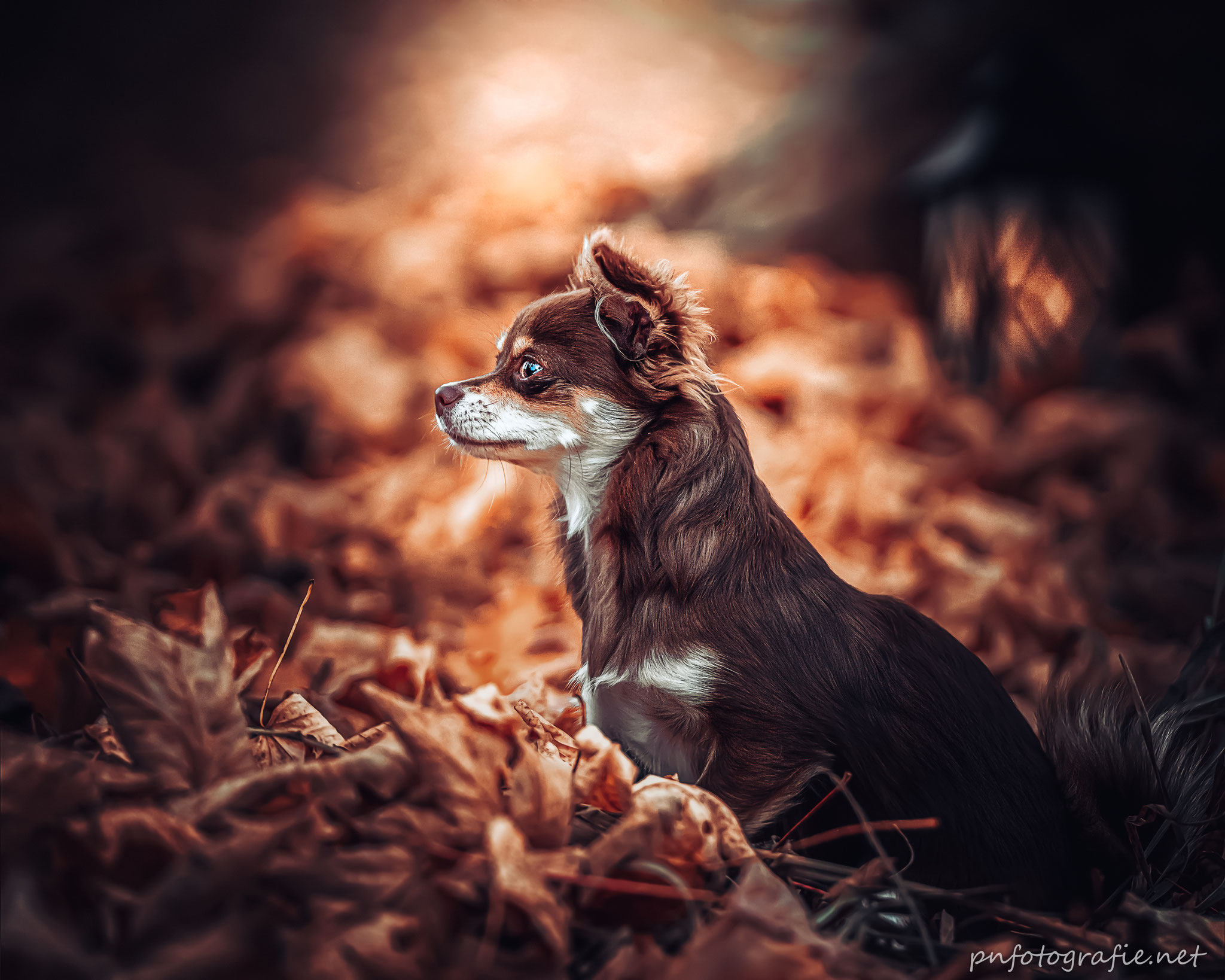 Kleiner Hund im Herbstlaub beim Fotoshooting von Rebeccas Hundetraining und Tierfotografin Peggy Nitz in Hamburg