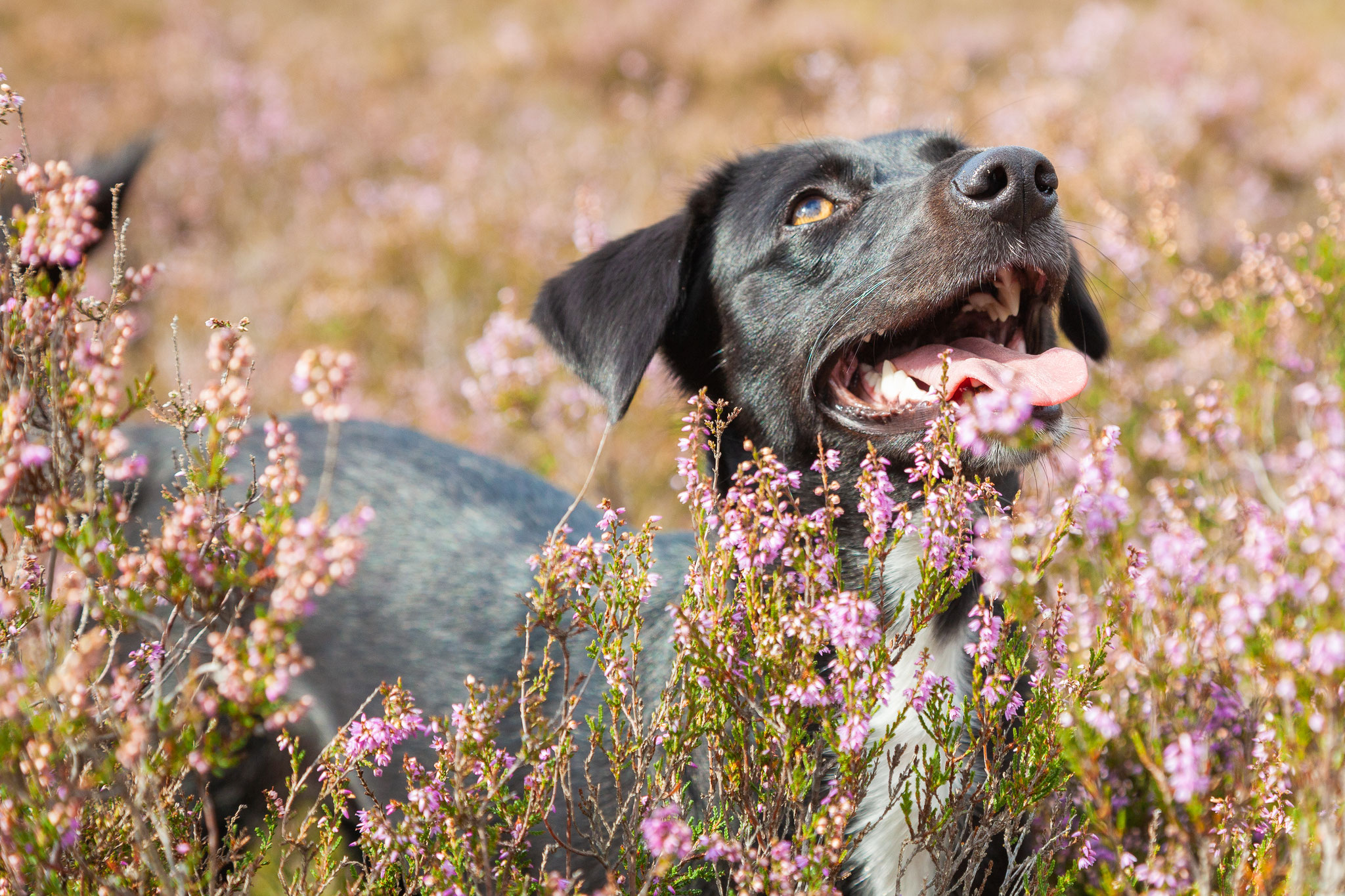 Ein Hund steht in der blühenden Heide in den Holmer Sandbergen