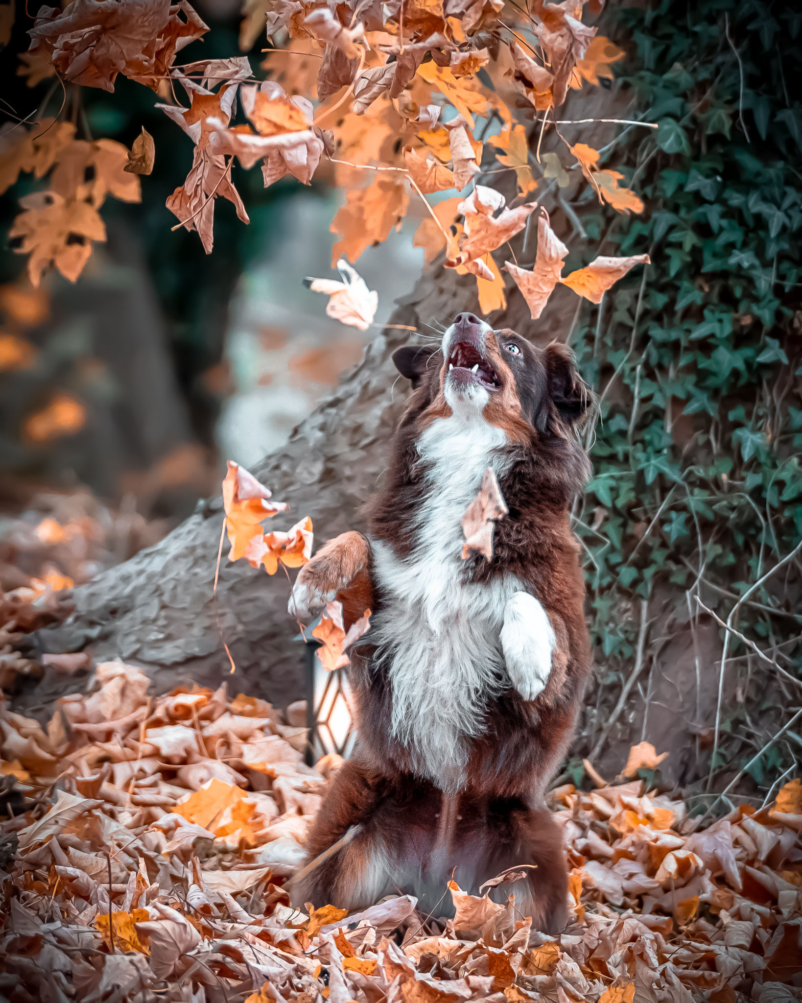 Photo-Walk im Jenisch Park: das Spiel mit den bunten Blättern begeistert die Hunde und sorgt für tolle Fotos