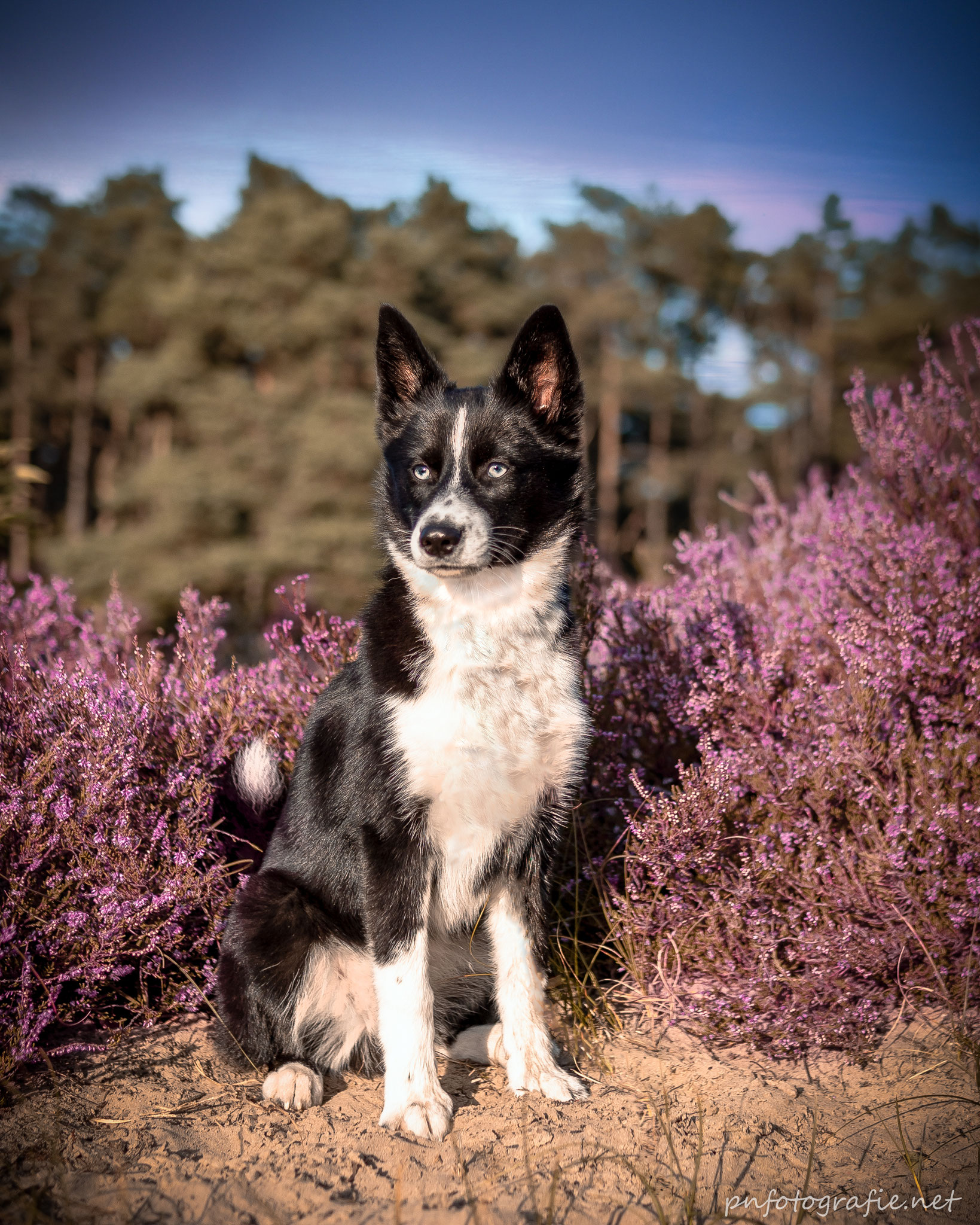 Schwarz-weißer Hund vor der blühenden Heide nahe Hamburg