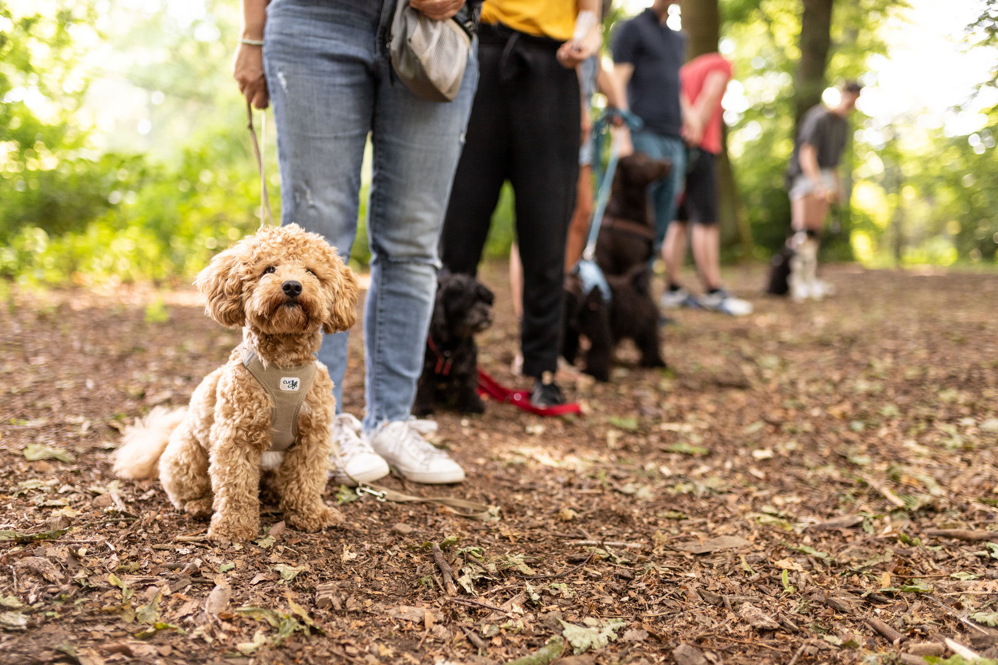 Mehrere Kursteilnehmer mit ihren Hunden bei der Grunderziehung bei Einsteiger im Alltag