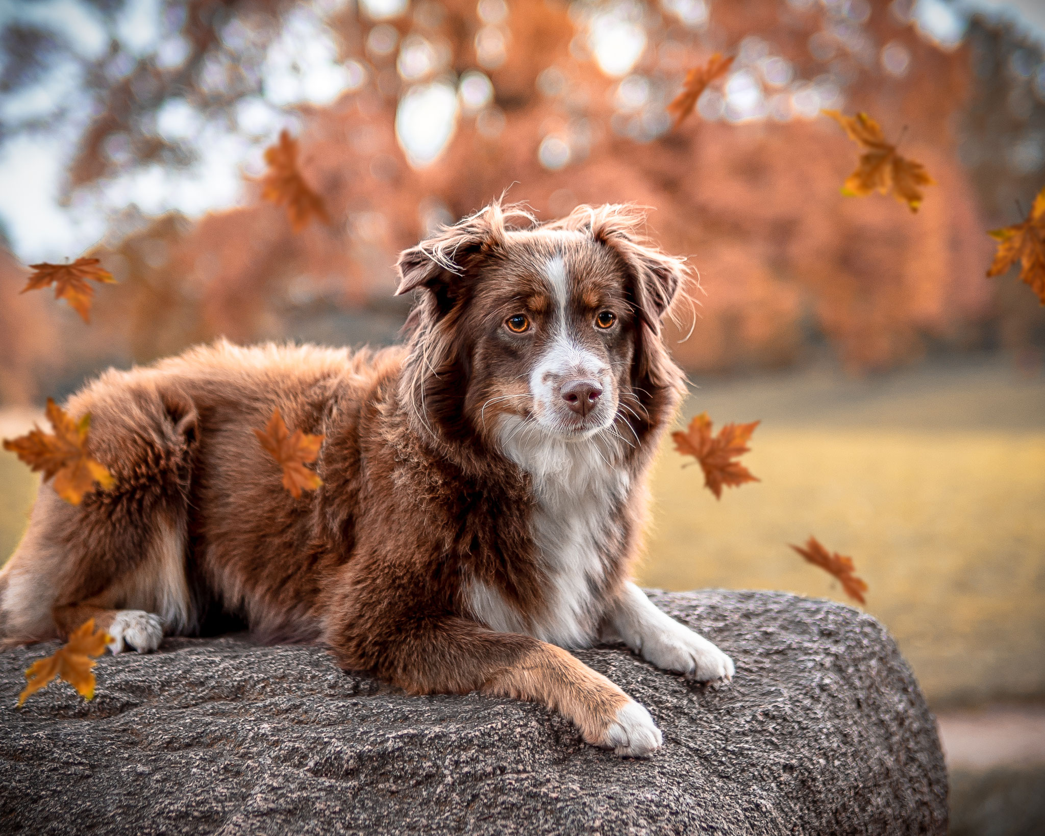 Ein Hund posiert vor bunter Herbstkulisse auf einem Stein im Hamburger Jenisch Park