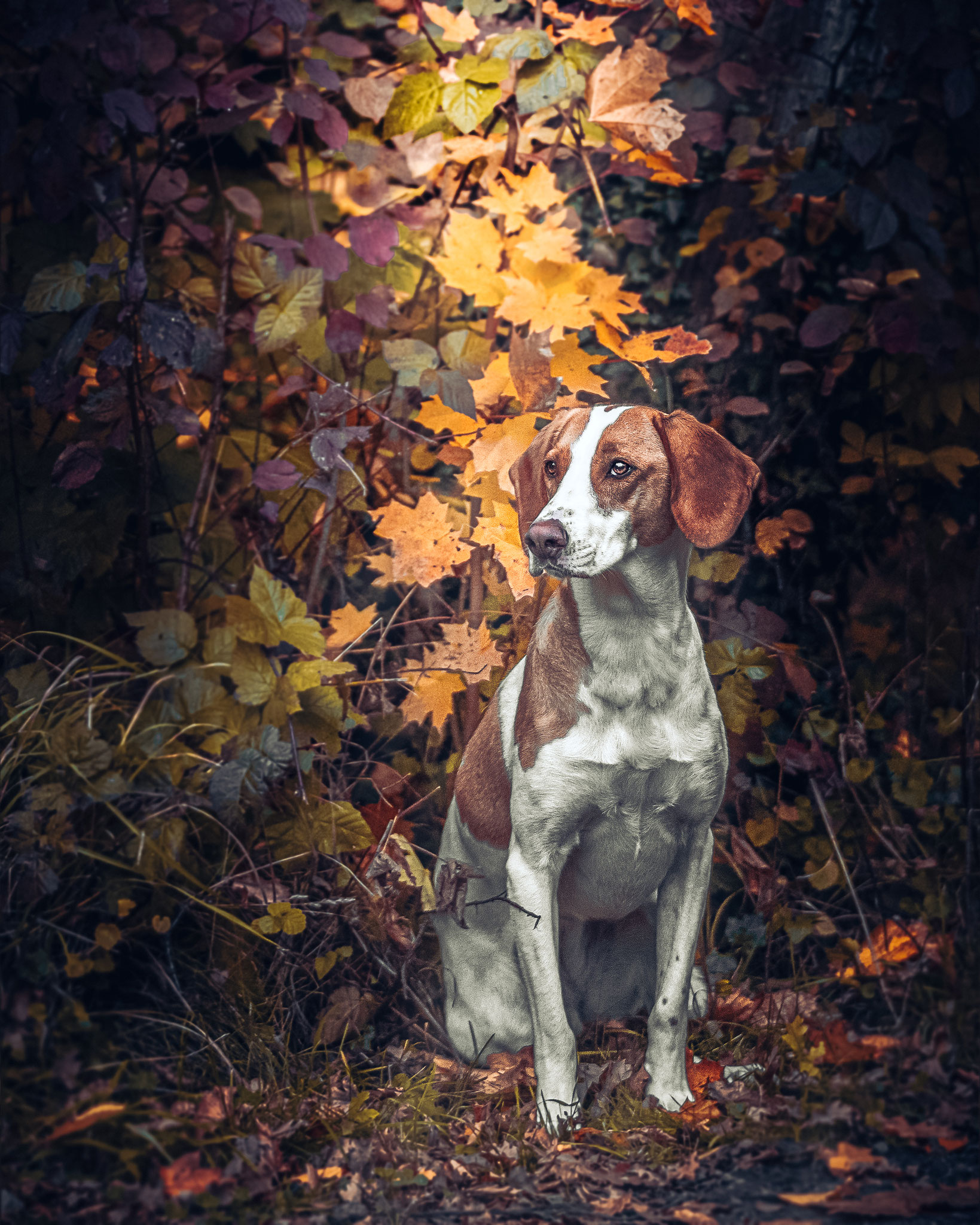 Das bunte Herbstlaub bietet einen wunderschönen Hintergrund für den Hund bei seinem Shooting im Jenisch Park