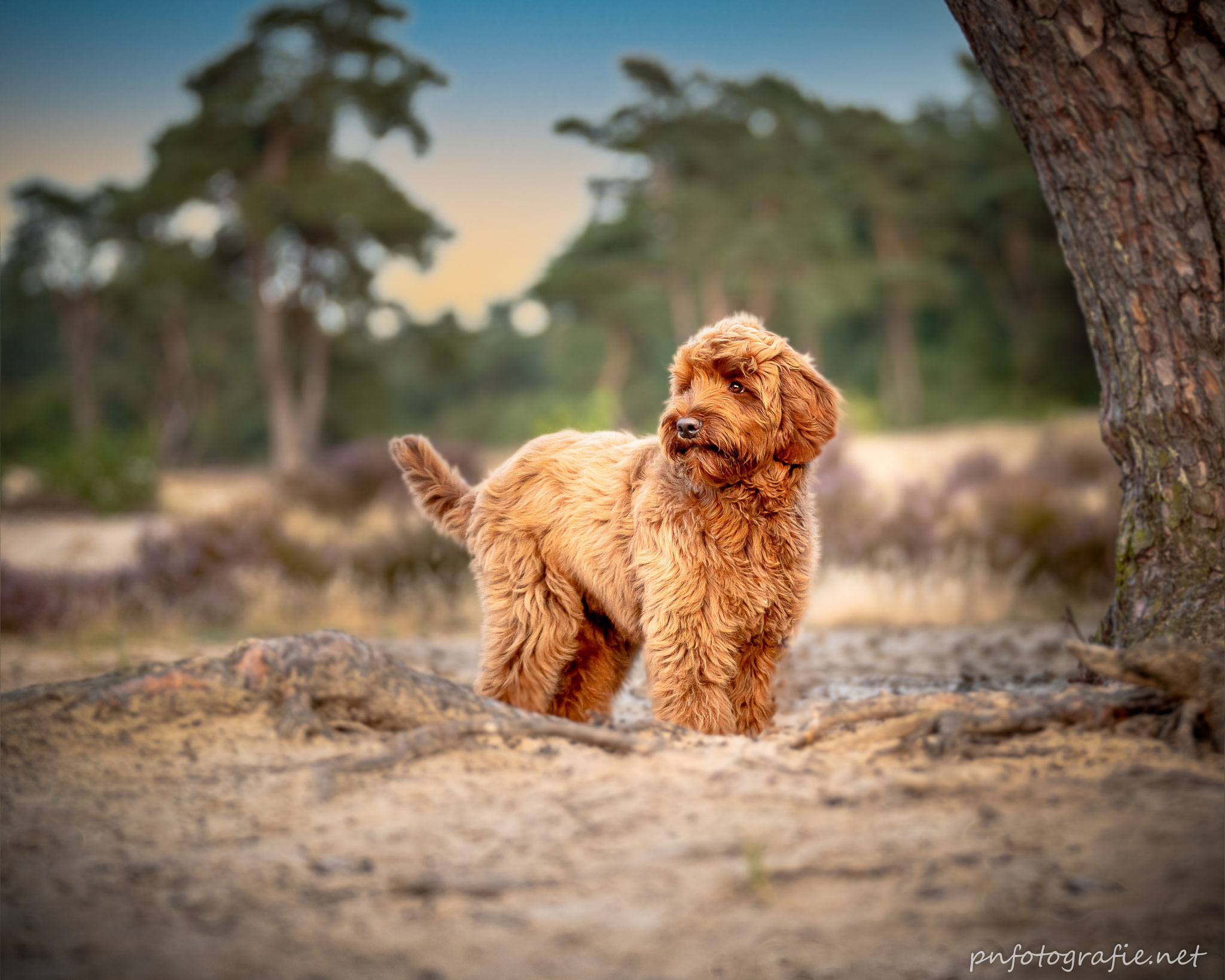 Ein Hund in den Holmer Sandbergen beim Fotoshooting