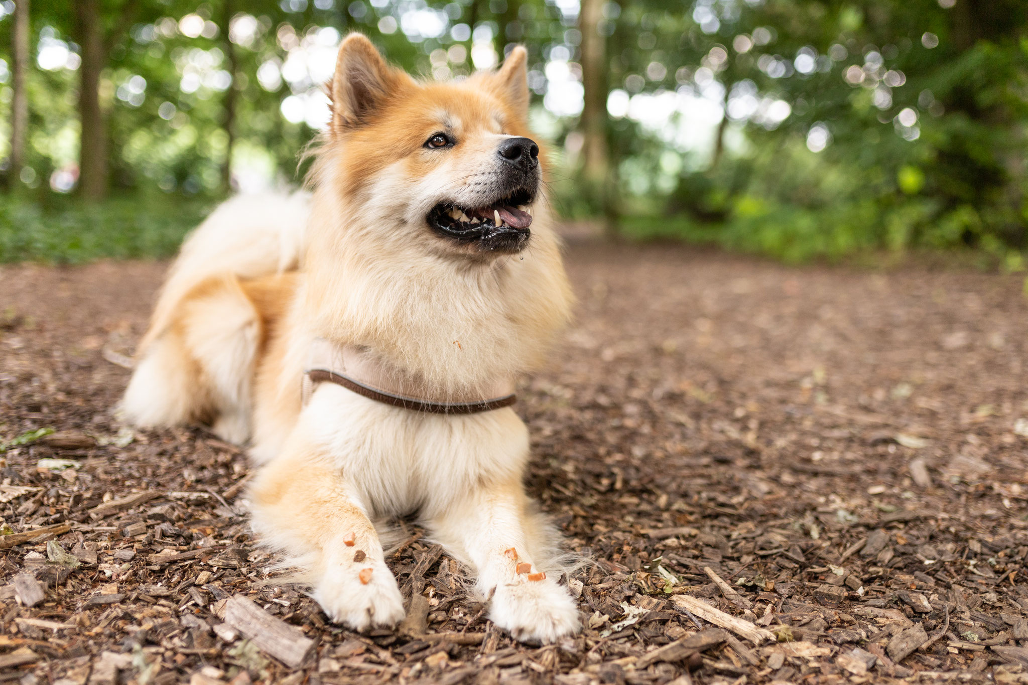 Ein Hund liegt beim Kurs Alltagshelden auf dem Waldboden und wartet auf ein Signal