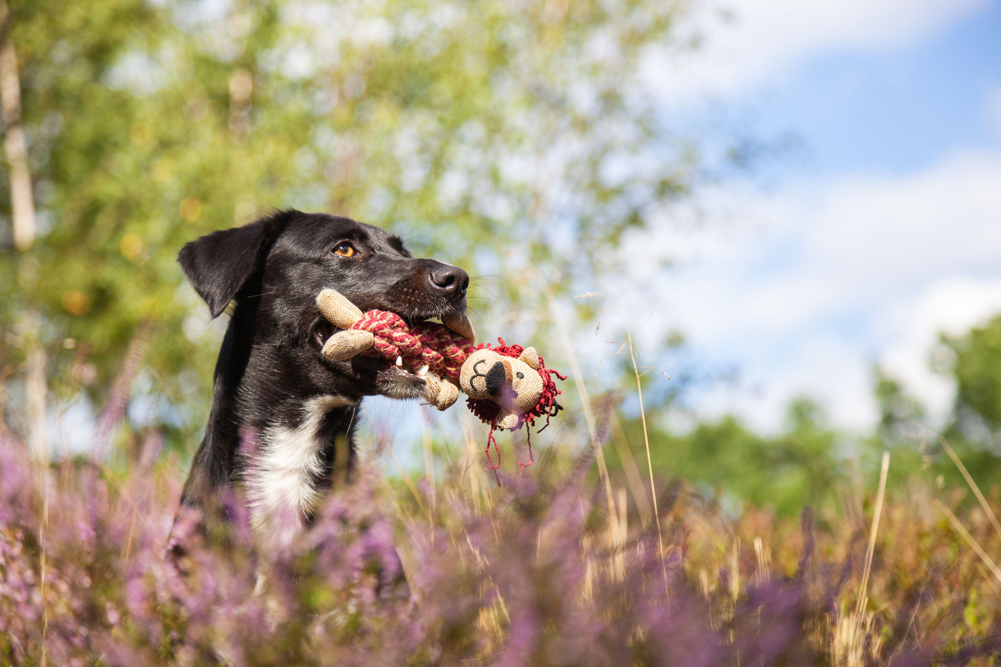 Ein schwarzer Hund mit Spielzeug im Maul in der blühenden Heide in Hamburg
