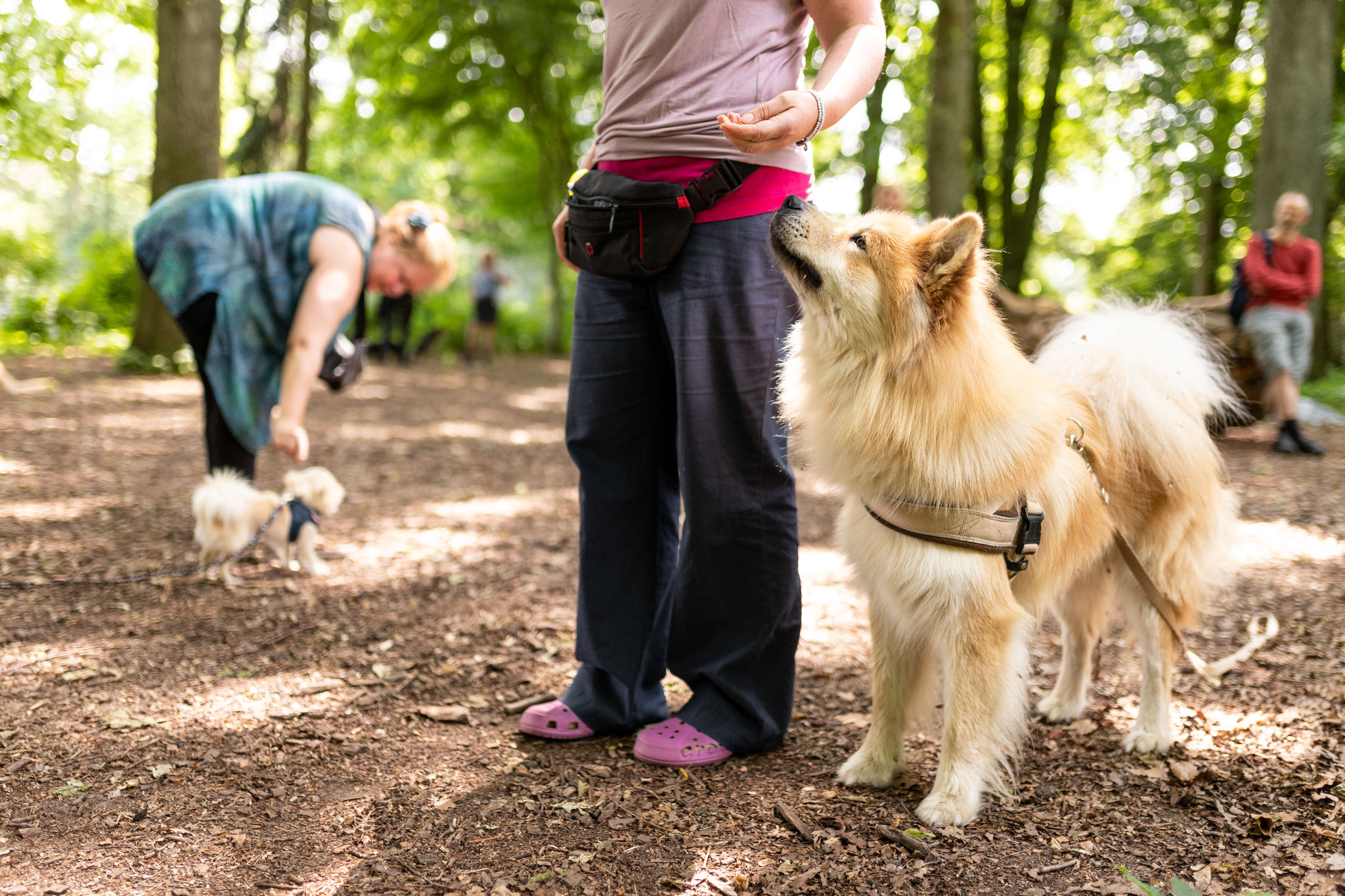 Ein Hund steht beim Kurs Alltagshelden neben seinem Frauchen und schaut zu ihr auf