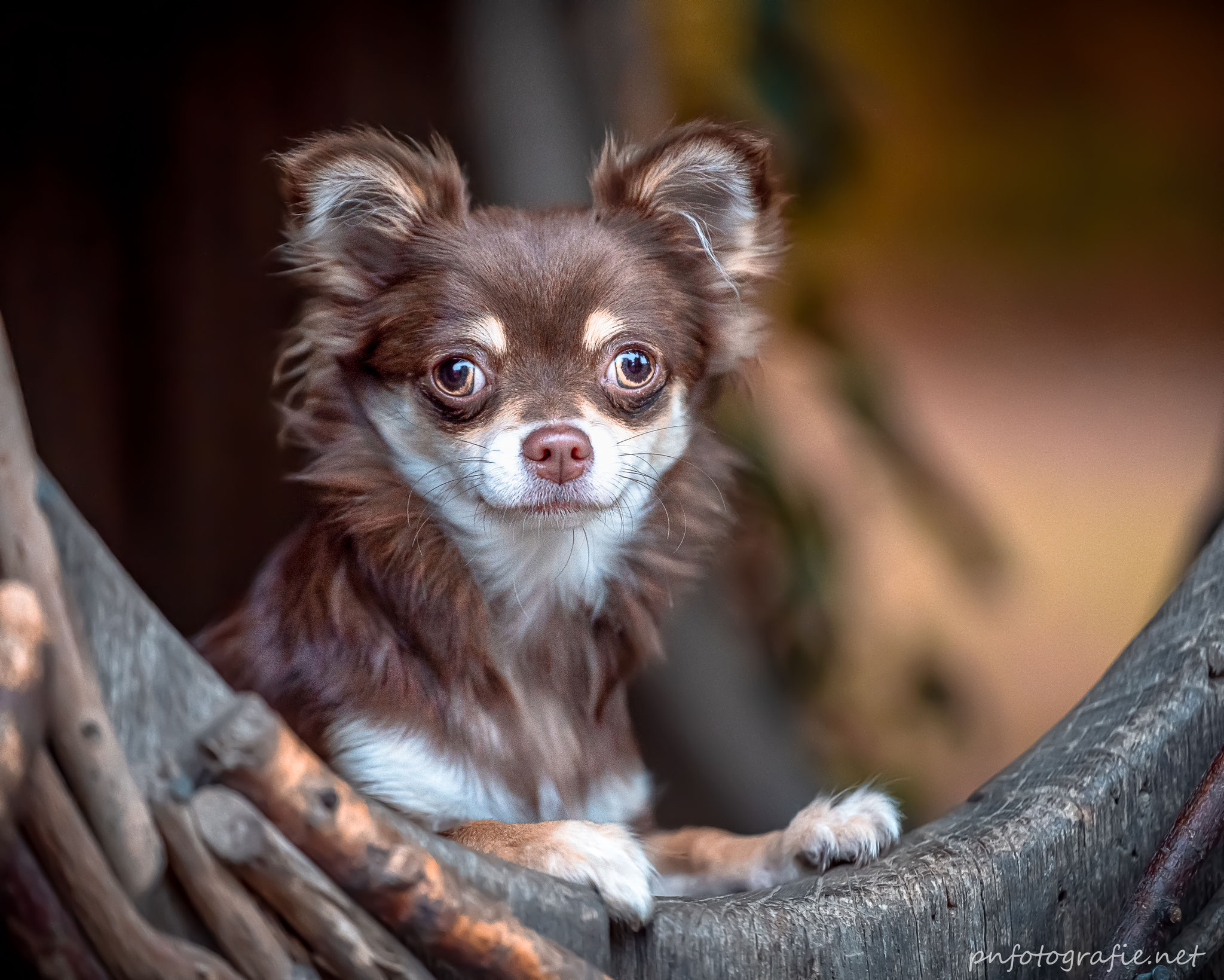 Ein Chihuahua in Nahaufnahme beim Fotoshooting im Jenisch Park in Hamburg