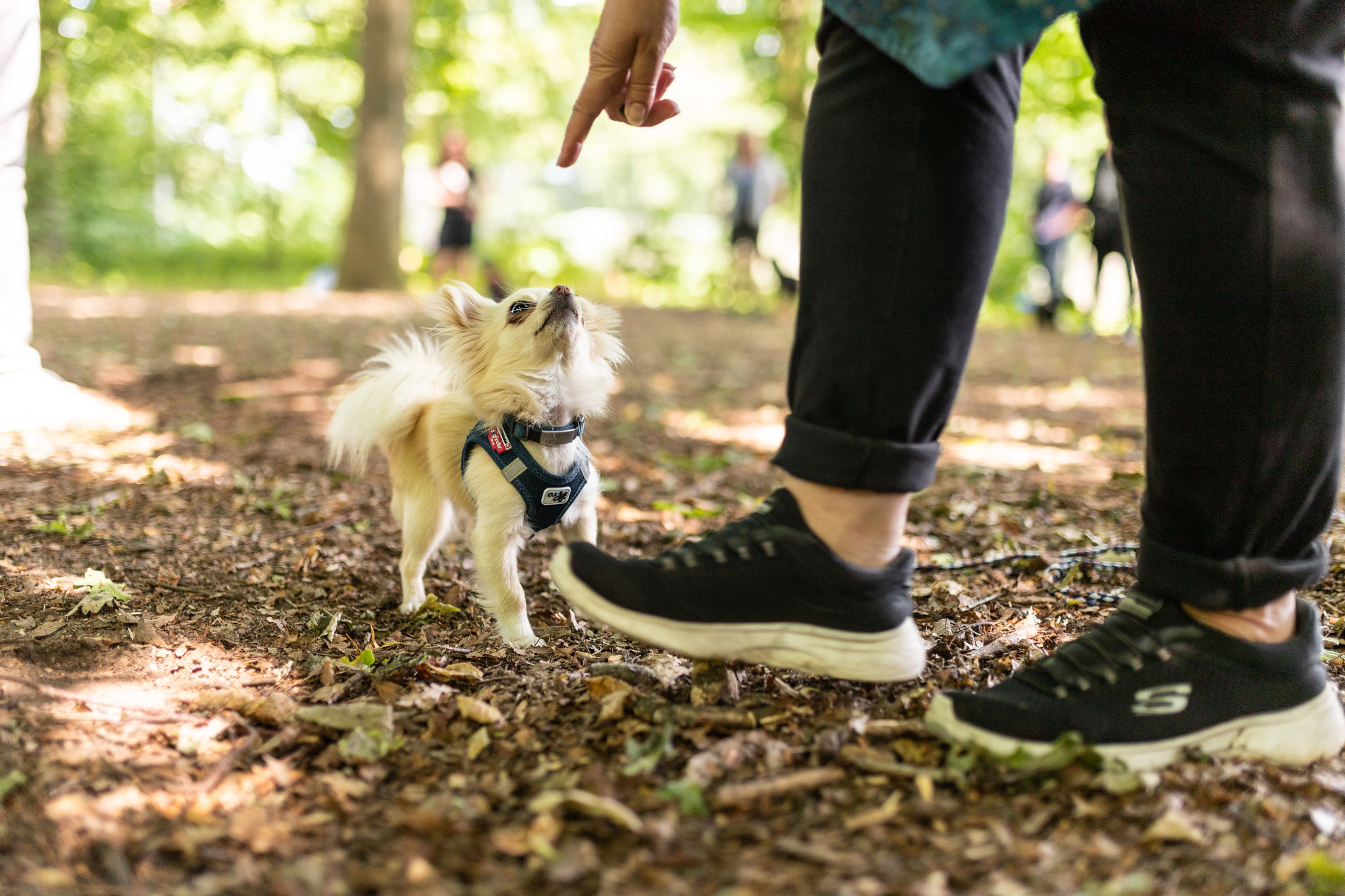 Ein kleiner Hund mit seinem Besitzer im Kurs Einsteiger im Alltag von Rebeccas Hundetraining