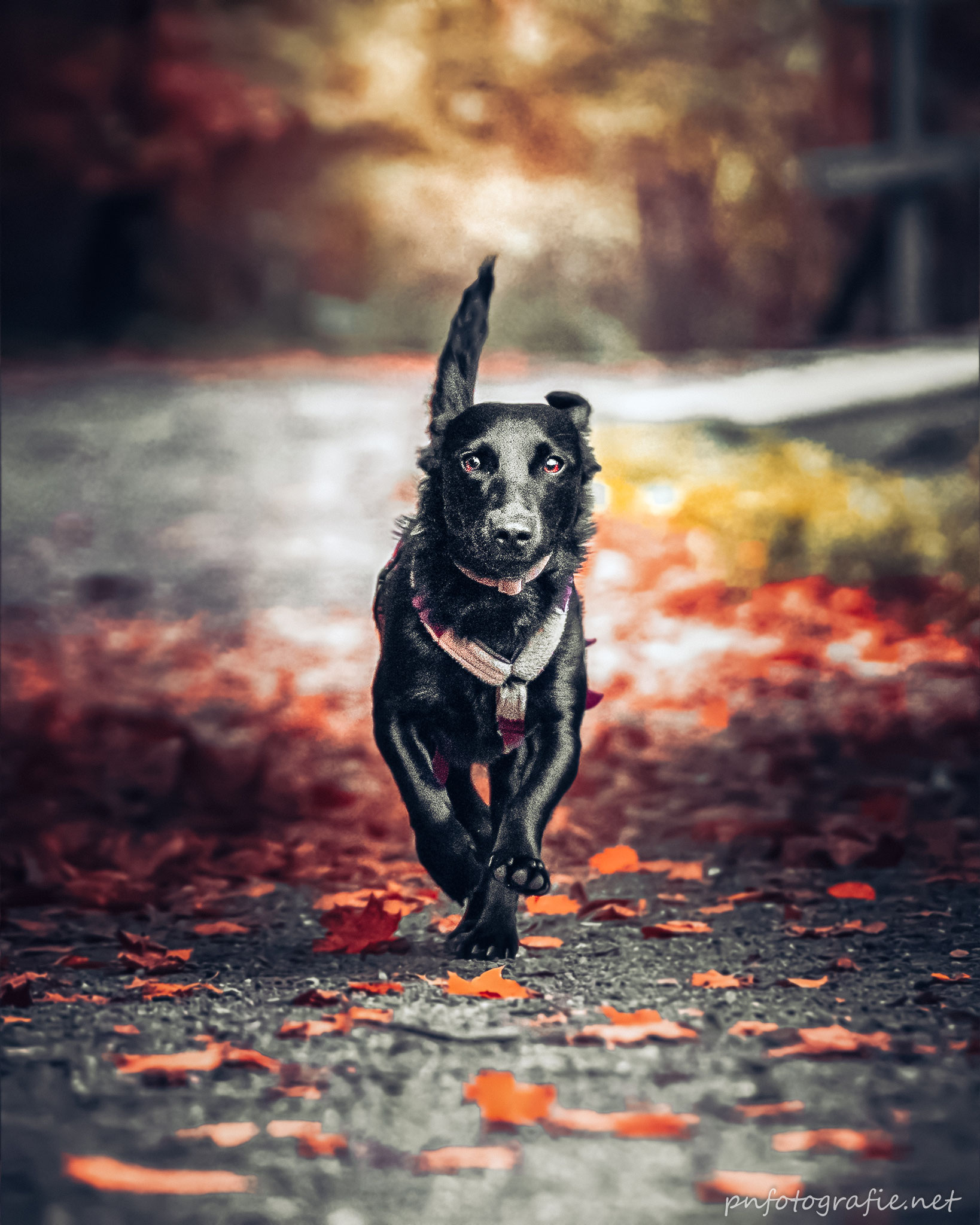 Der schwarze Hund steht in besonderem Kontrast zu dem bunten Laub, das auf dem Weg im Hamburger Jenisch Park liegt