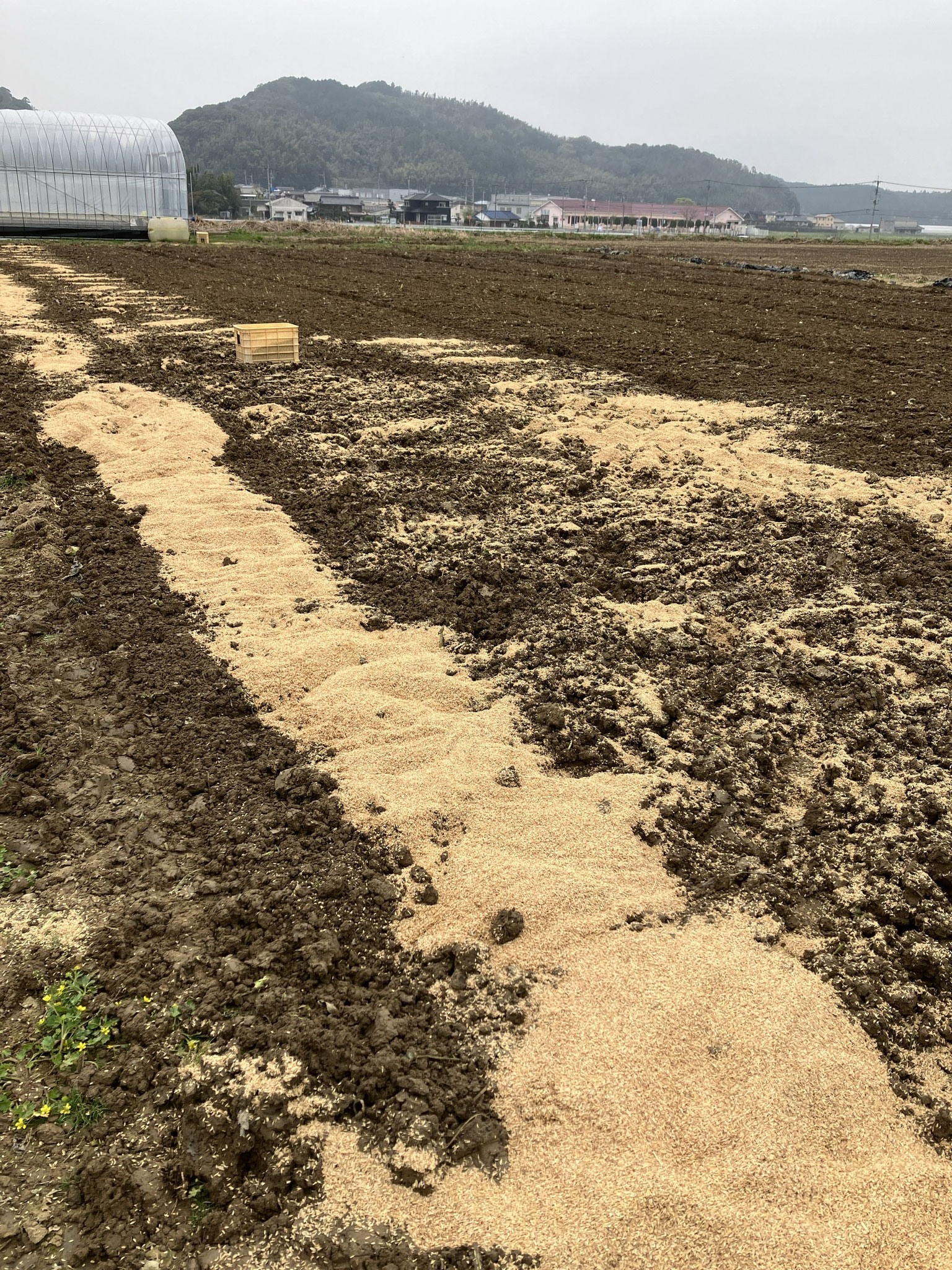 もみ殻を散布して土壌改良に努めています。
