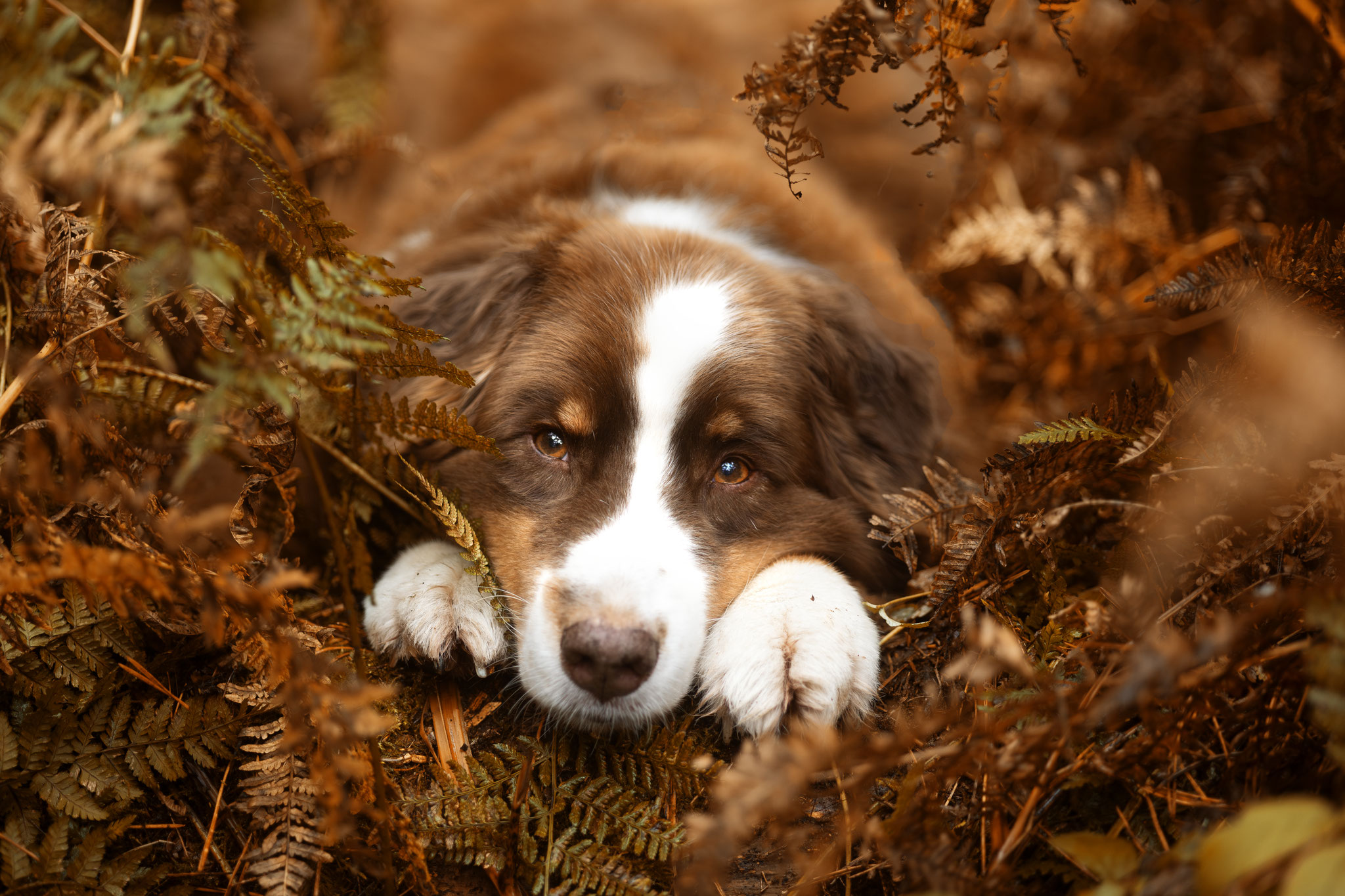 Red Tri Australian Shepherd Rüde im Herbstlaub in einem Wald in Haltern