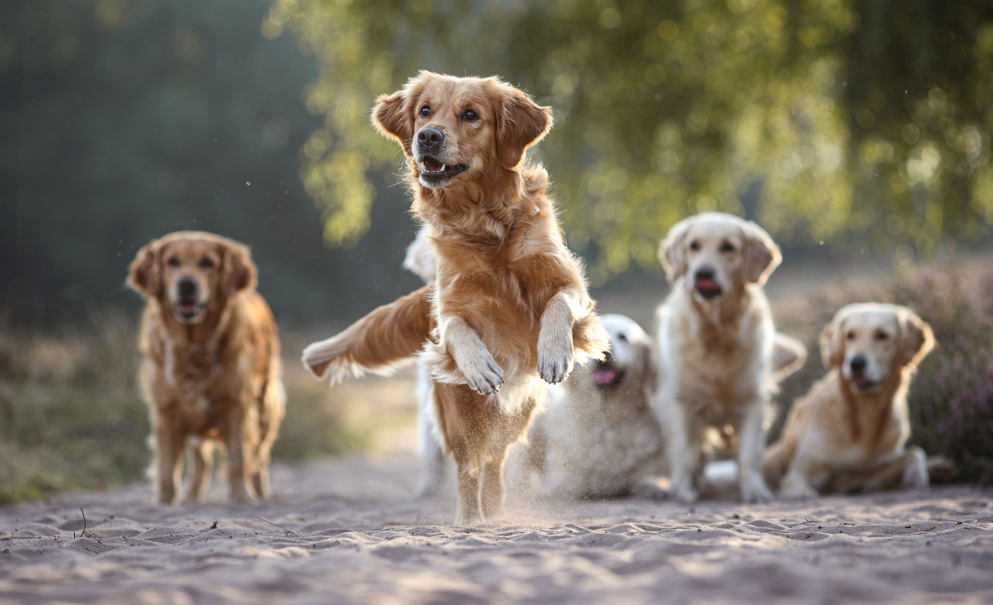 Golden Retriever auf einen Sandweg in Haltern. Ein Hund rennt im Vordergrund, die anderen liegen im Hintergrund