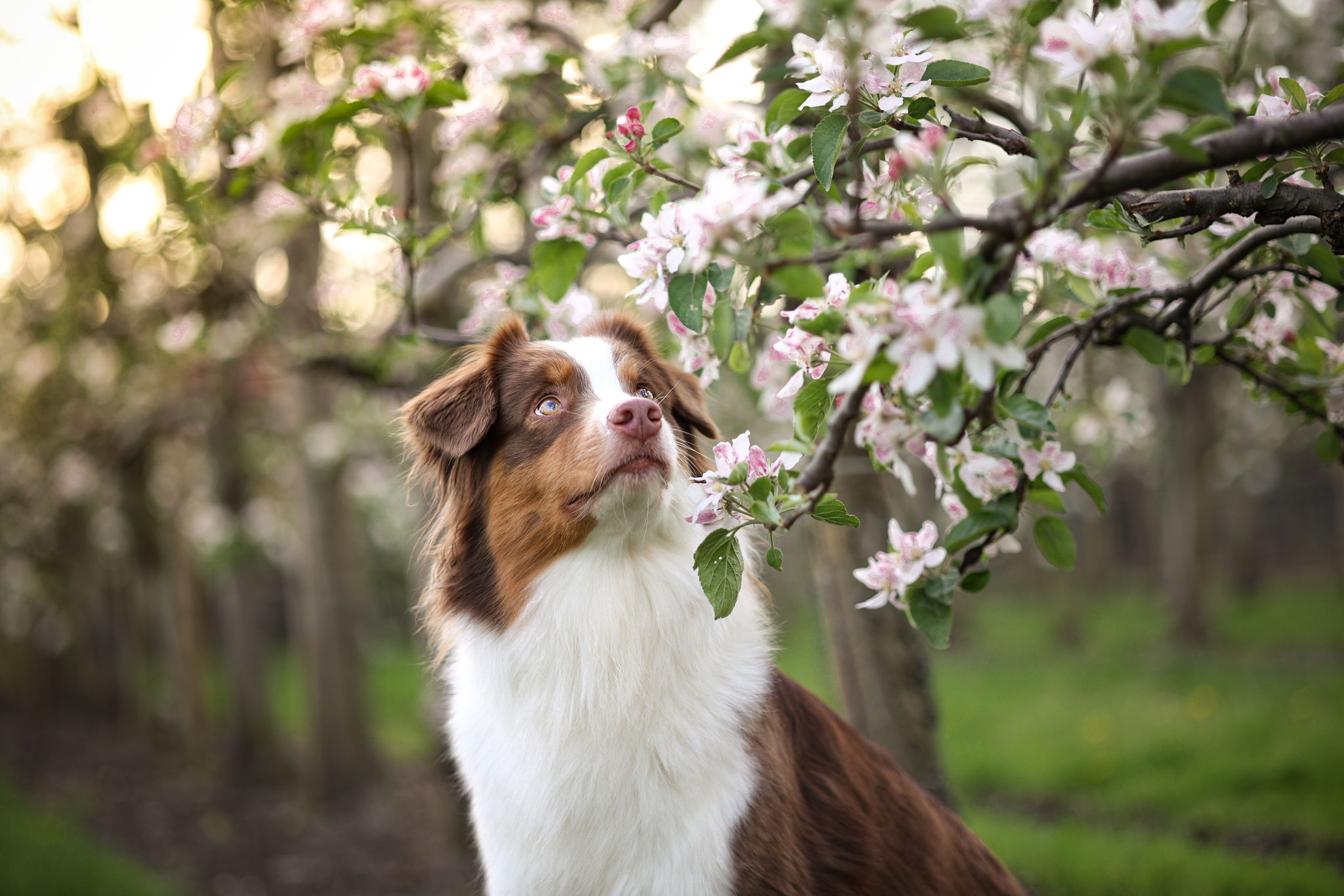 Eine Red tri Australian Shepherd Hündin in Apfelblüten auf einen Bauernhof in Herten.