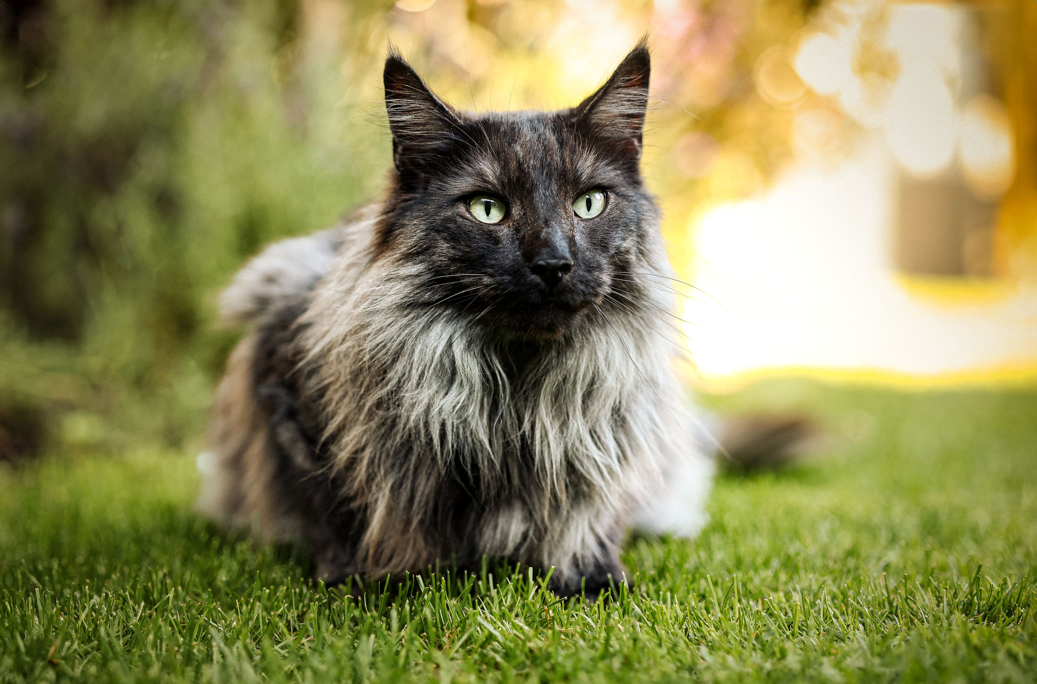 Eine Norweger Katze liegt im Gras. Fotografiert in Gelsenkirchen
