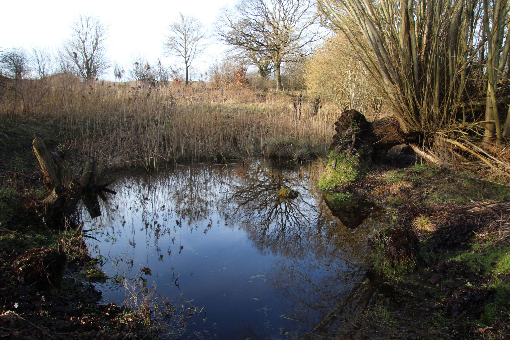 Großer Teich, nach vorjähriger Pflegemaßnahme Anfang 2023 - Foto: NABU / M. Ikert