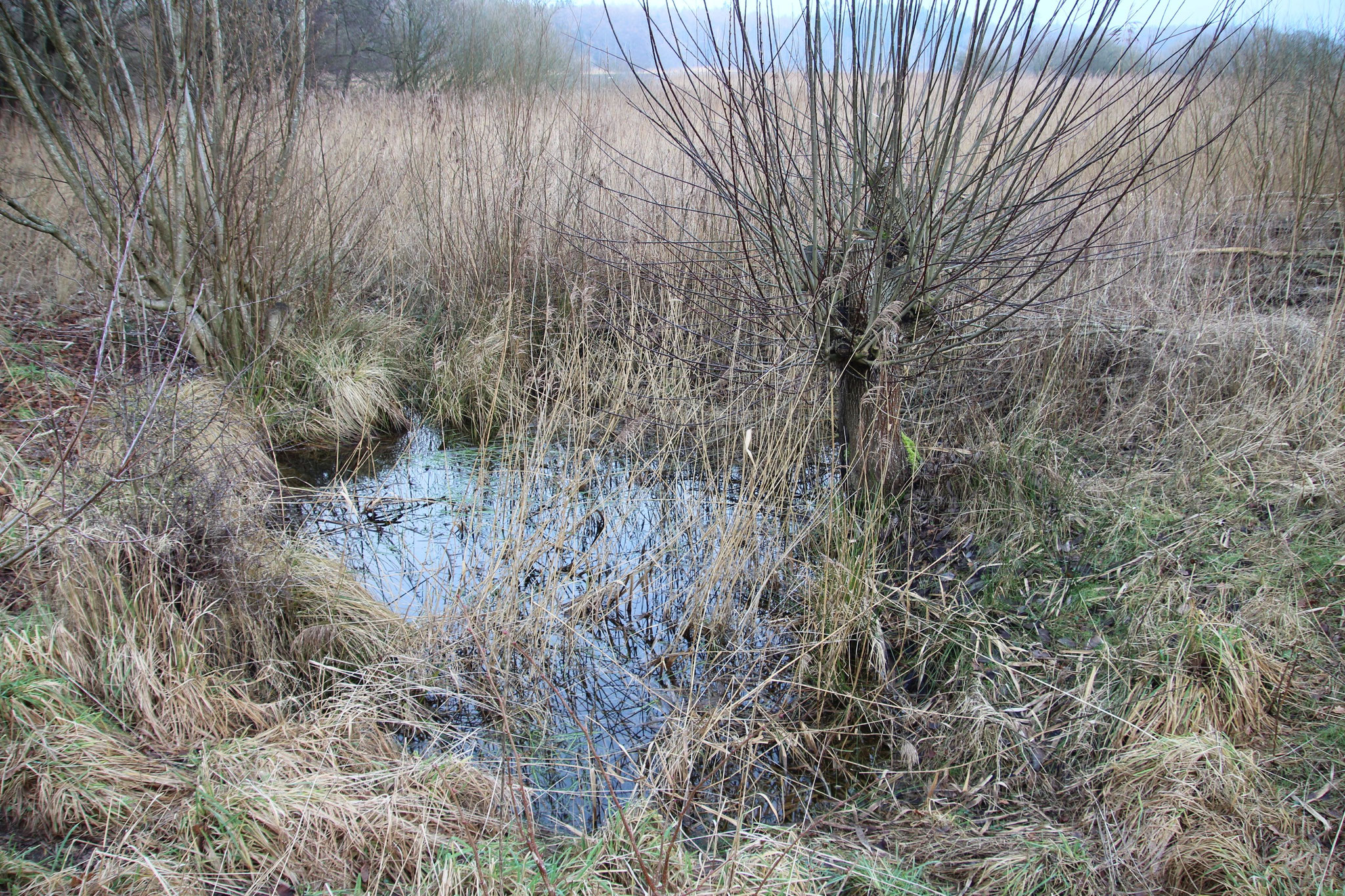 Kleiner Teich, Anfang 2025 - Foto: NABU / M. Ikert