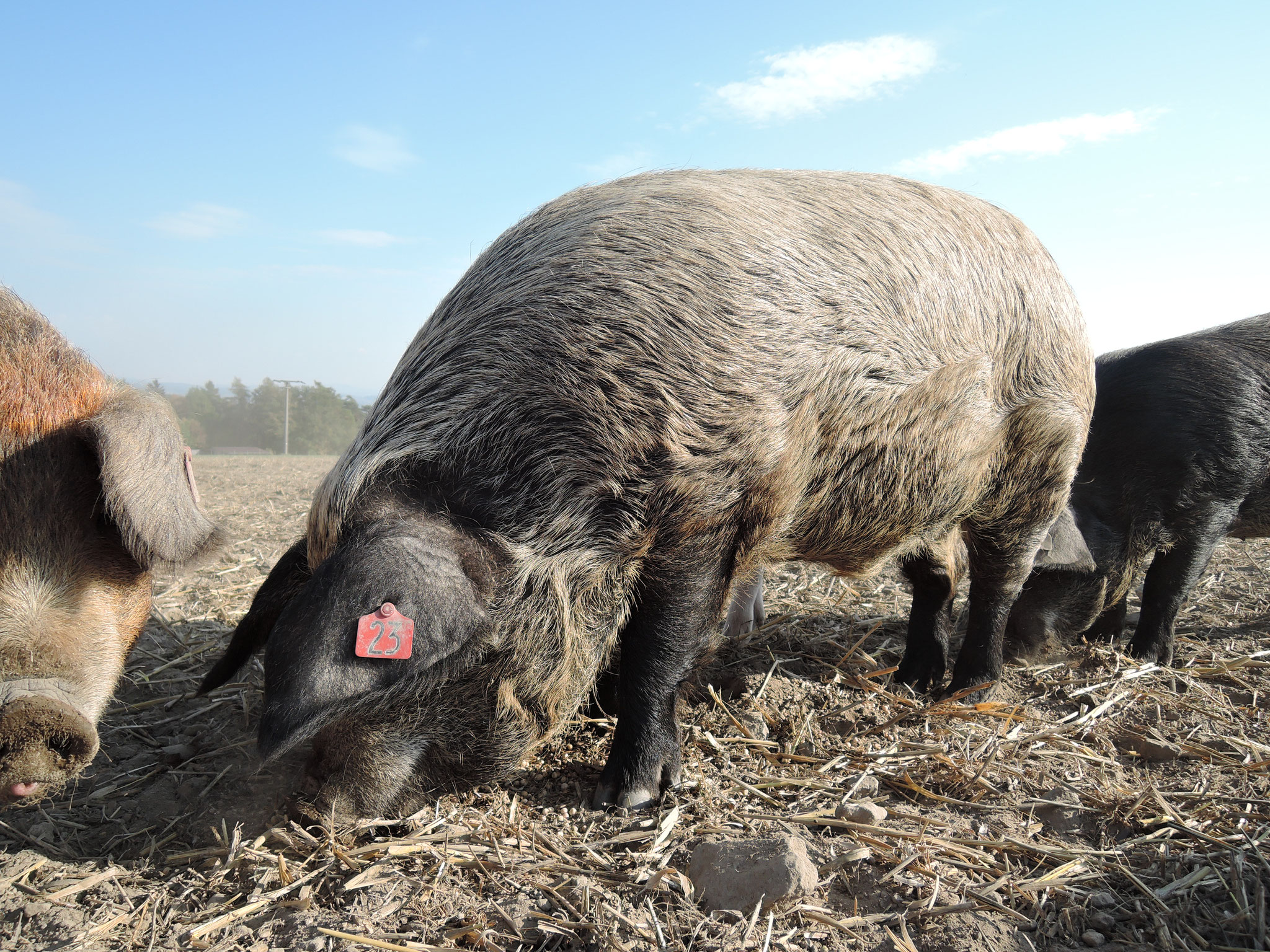 Ein Leasingschwein bei den Kulmbacher Weideschweinen