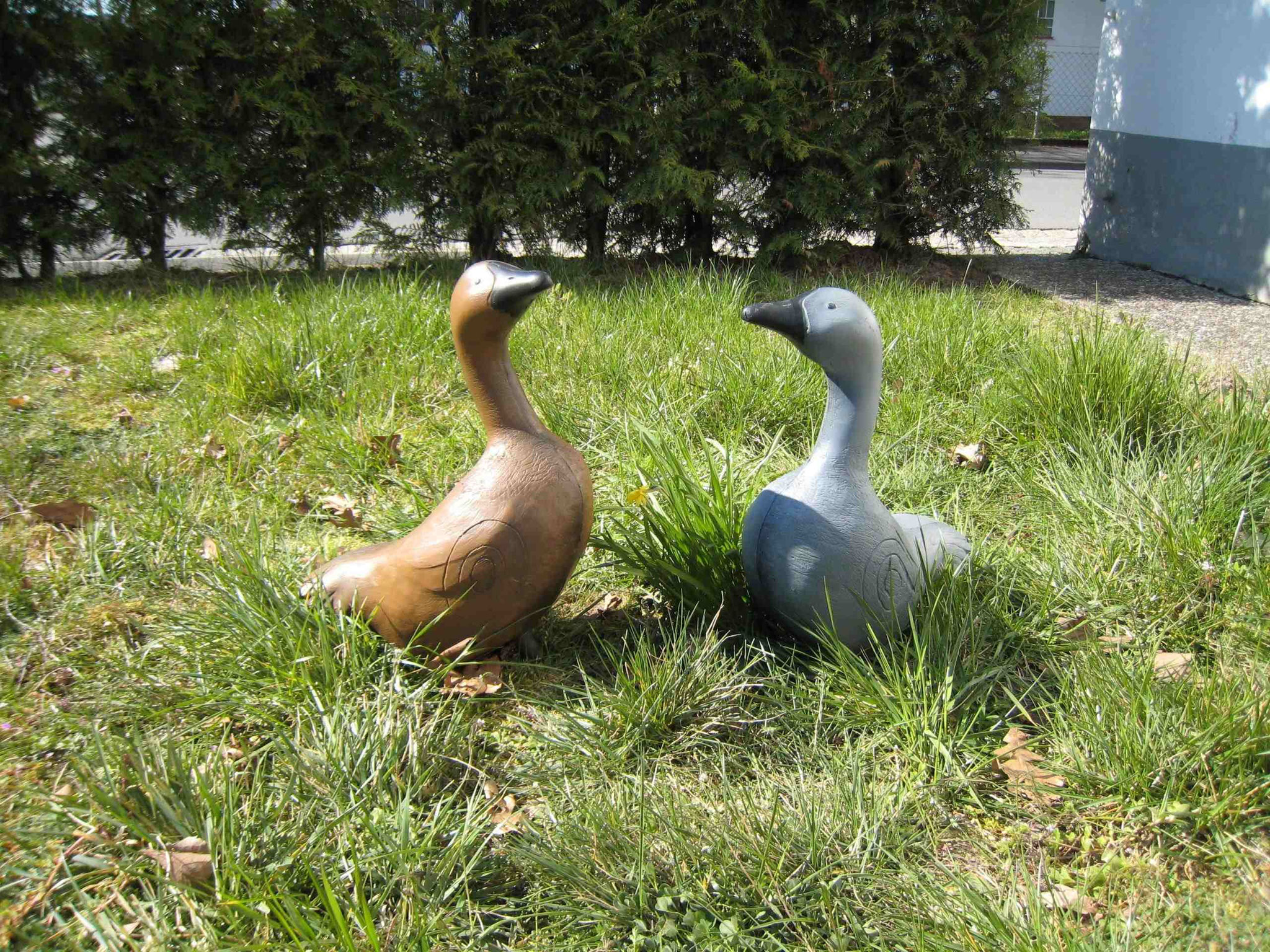 CSS Gans farbig CHF 54.00